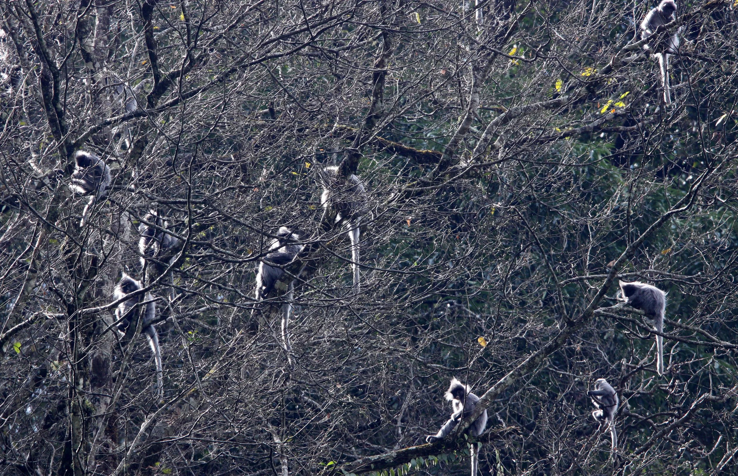 CERCOPITHECIDAE - Trachypithecus crepusculus - INDOCHINESE GRAY LANGUR - WULIANGSHAN NATURE RESERVE YUNNAN CHINA (74).JPG