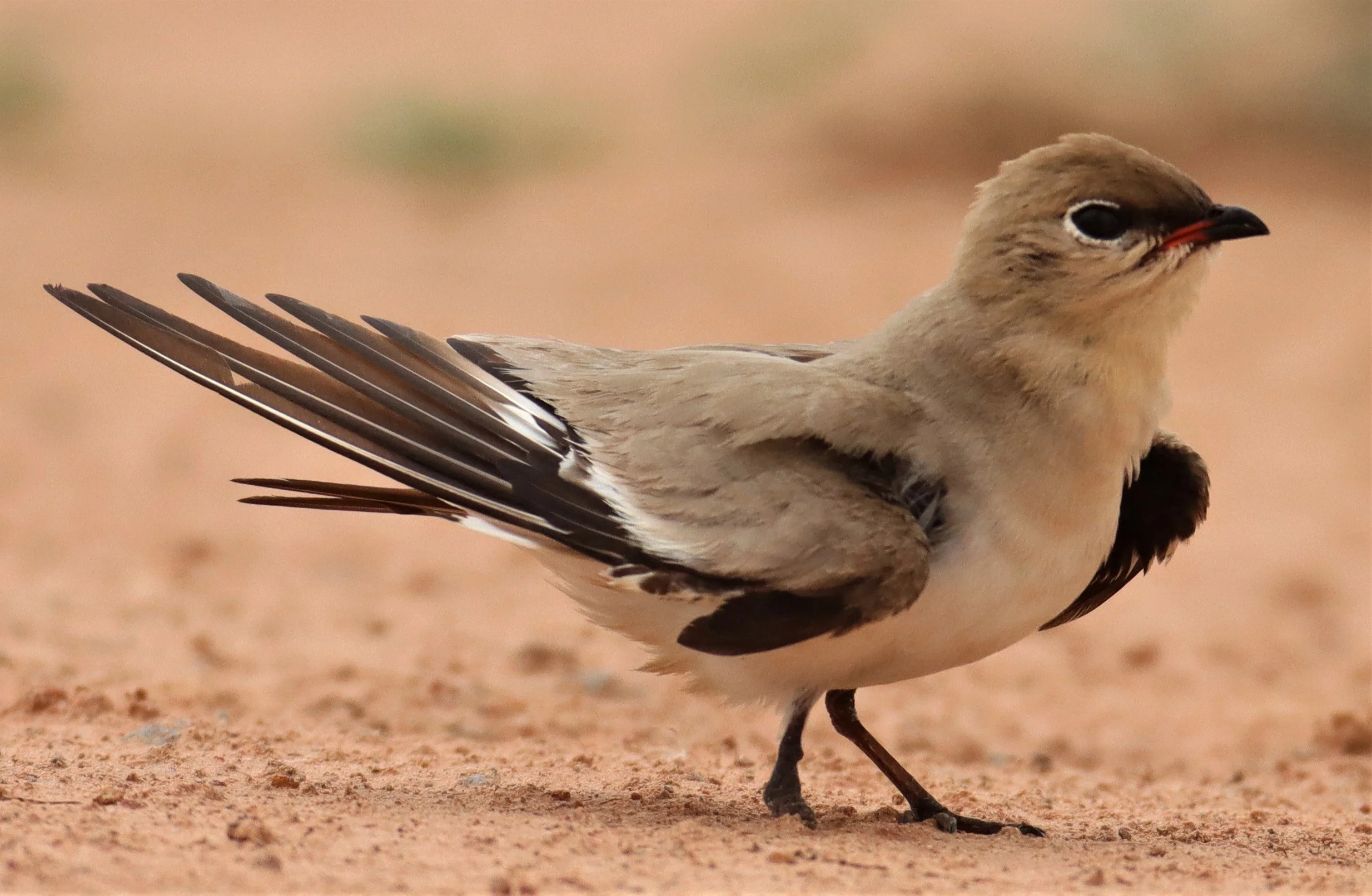 PRATINCOLE - SMALL PRATINCOLE - Glareola lactea - KABIN BURI WETLANDS 15KM OUT ON 304 (99).jpg