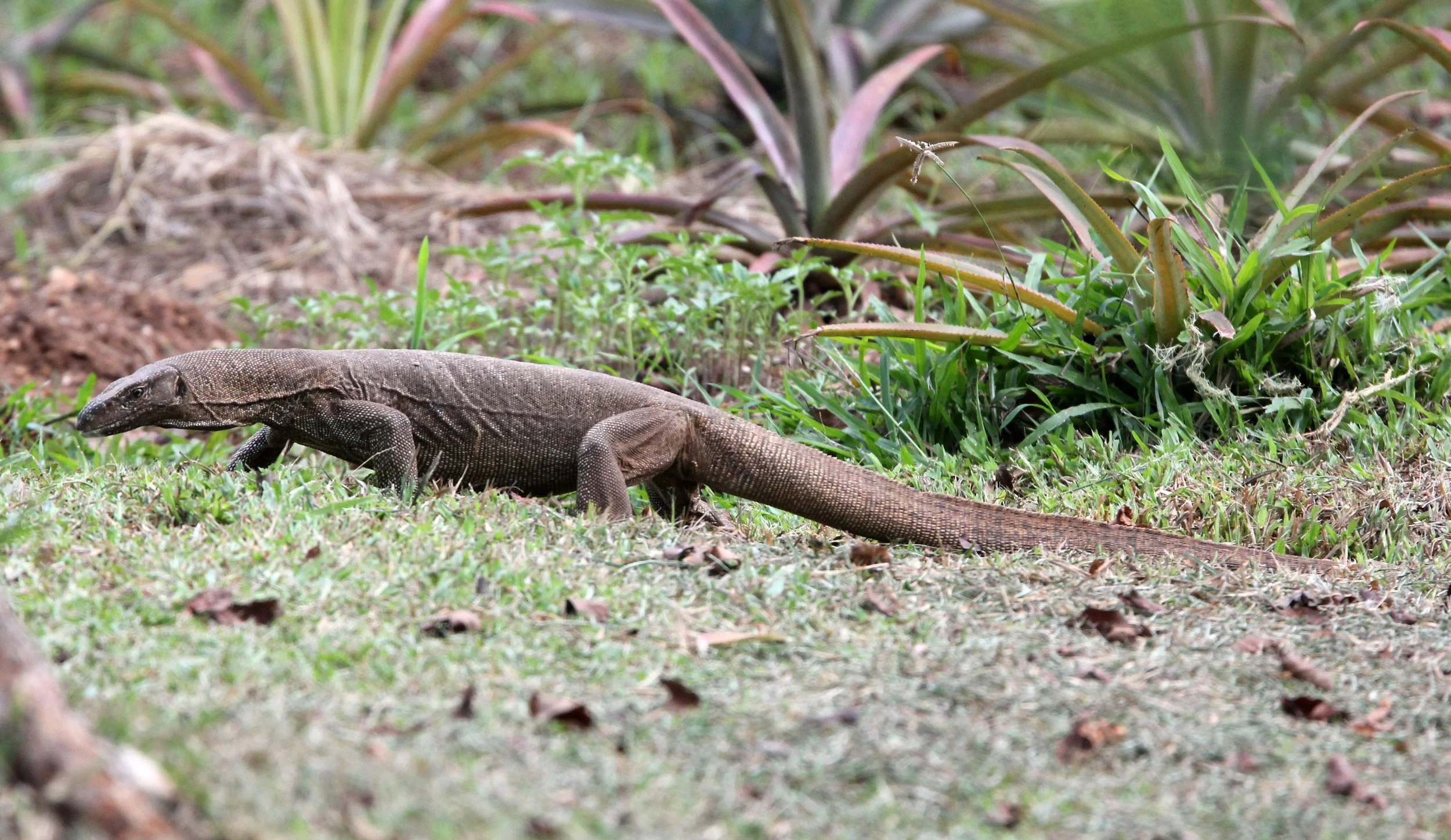 Varanus bengalensis - BENGAL MONITOR LIZARD - UDAWALAWA NATIONAL PARK SRI LANKA (15).JPG