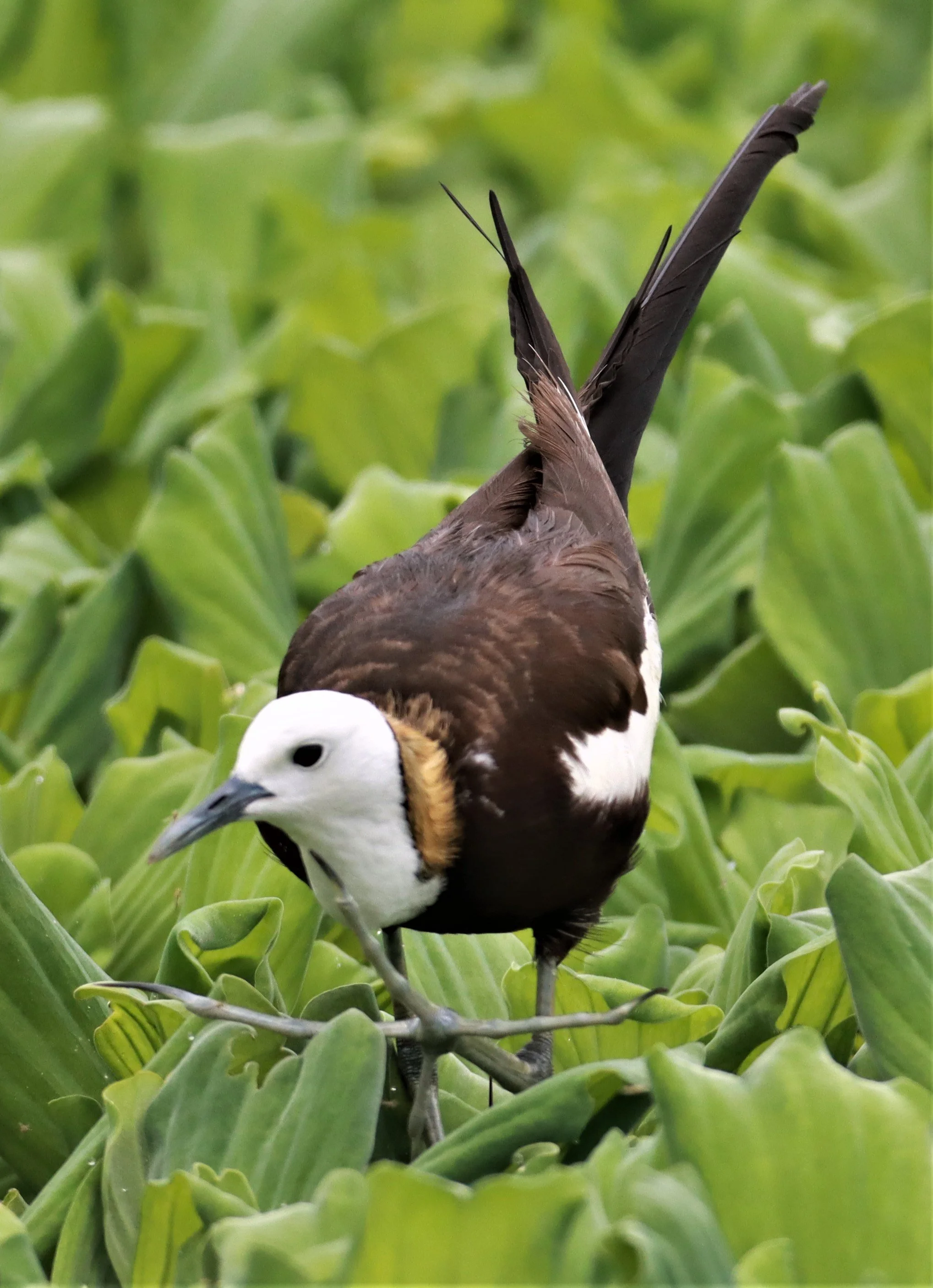 JACANA - PHEASANT-TAILED JACANA - Hydrophasianus chirurgus - KHON KAEN SEWAGE TREATMENT PLANT KHON KAEN UNIVERSITY  (27).jpg