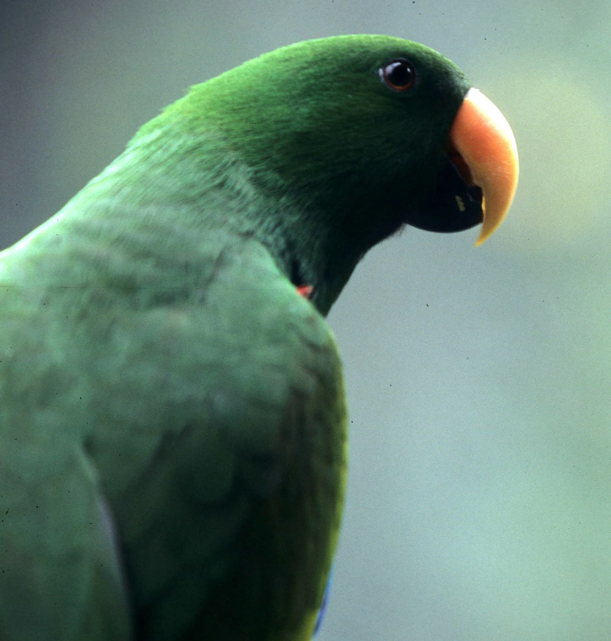 BIRD - PARROT - ECLECTUS PARROT - DAINTREE RAINFOREST QUEENSLAND.jpg