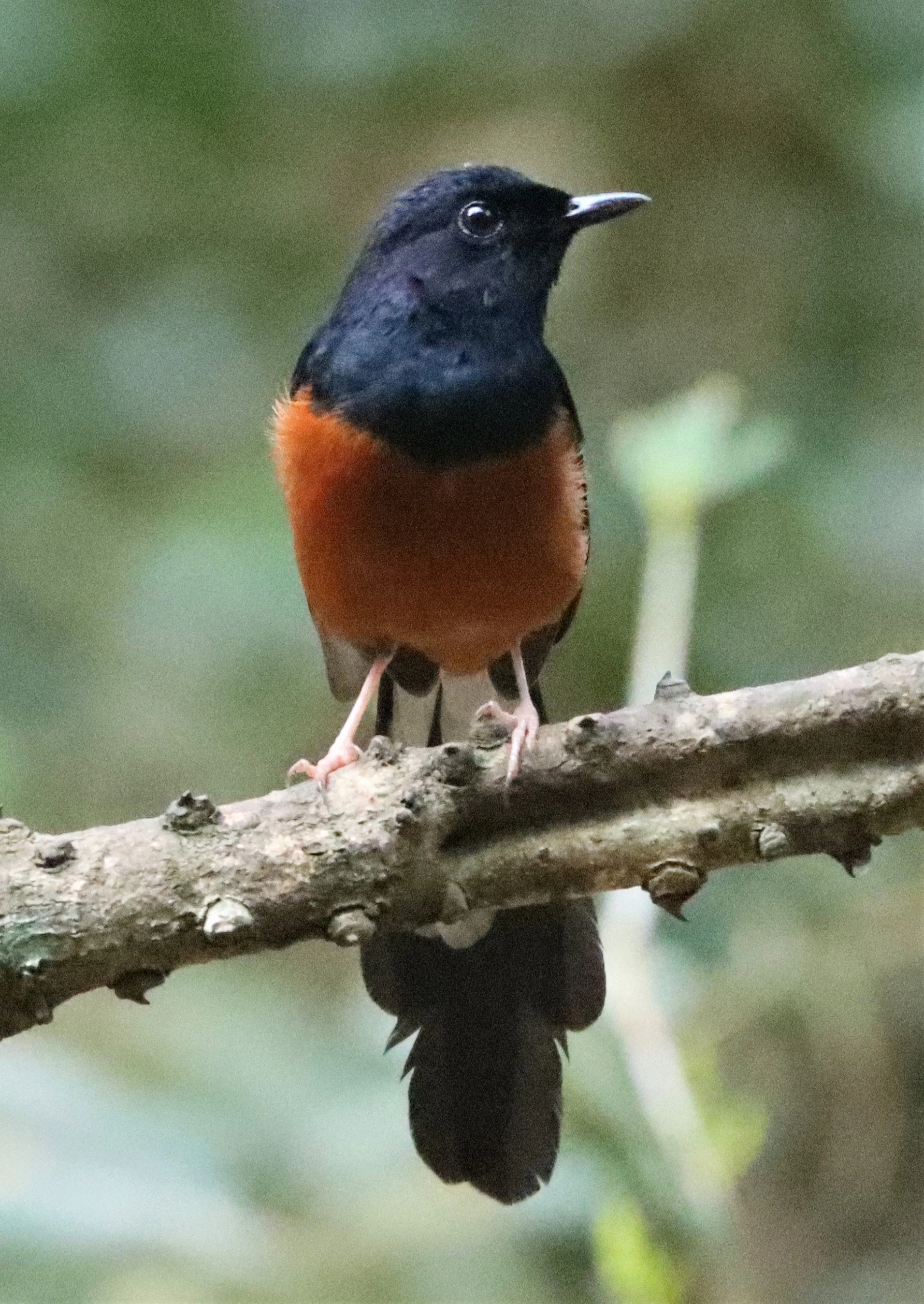 SHAMA - WHITE-RUMPED SHAMA - Copsychus malabaricus - NEUNG HIDE KAENG KRACHAN  (4).jpg