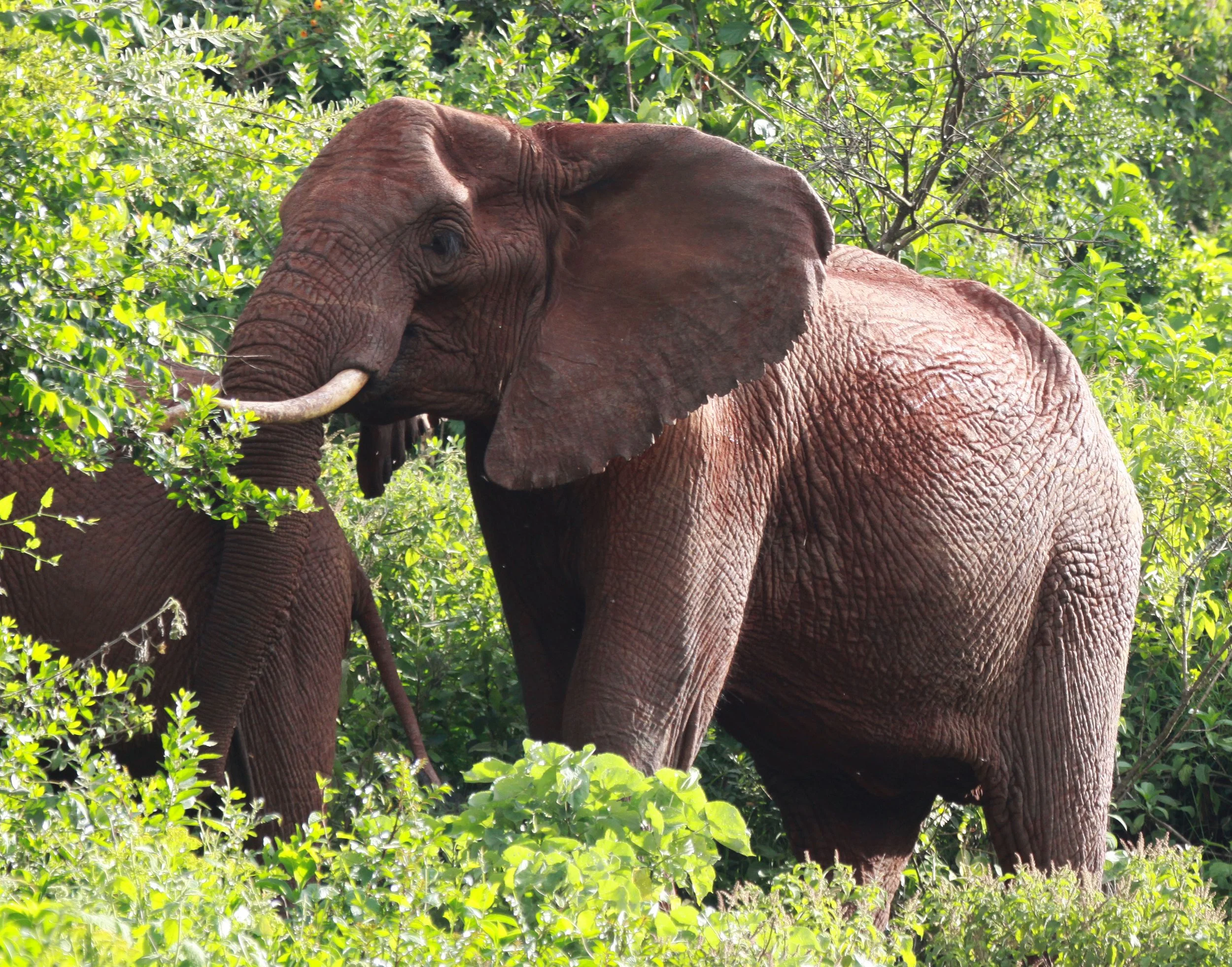 ELEPHANT - ABERDERES NATIONAL PARK KENYA (8).JPG