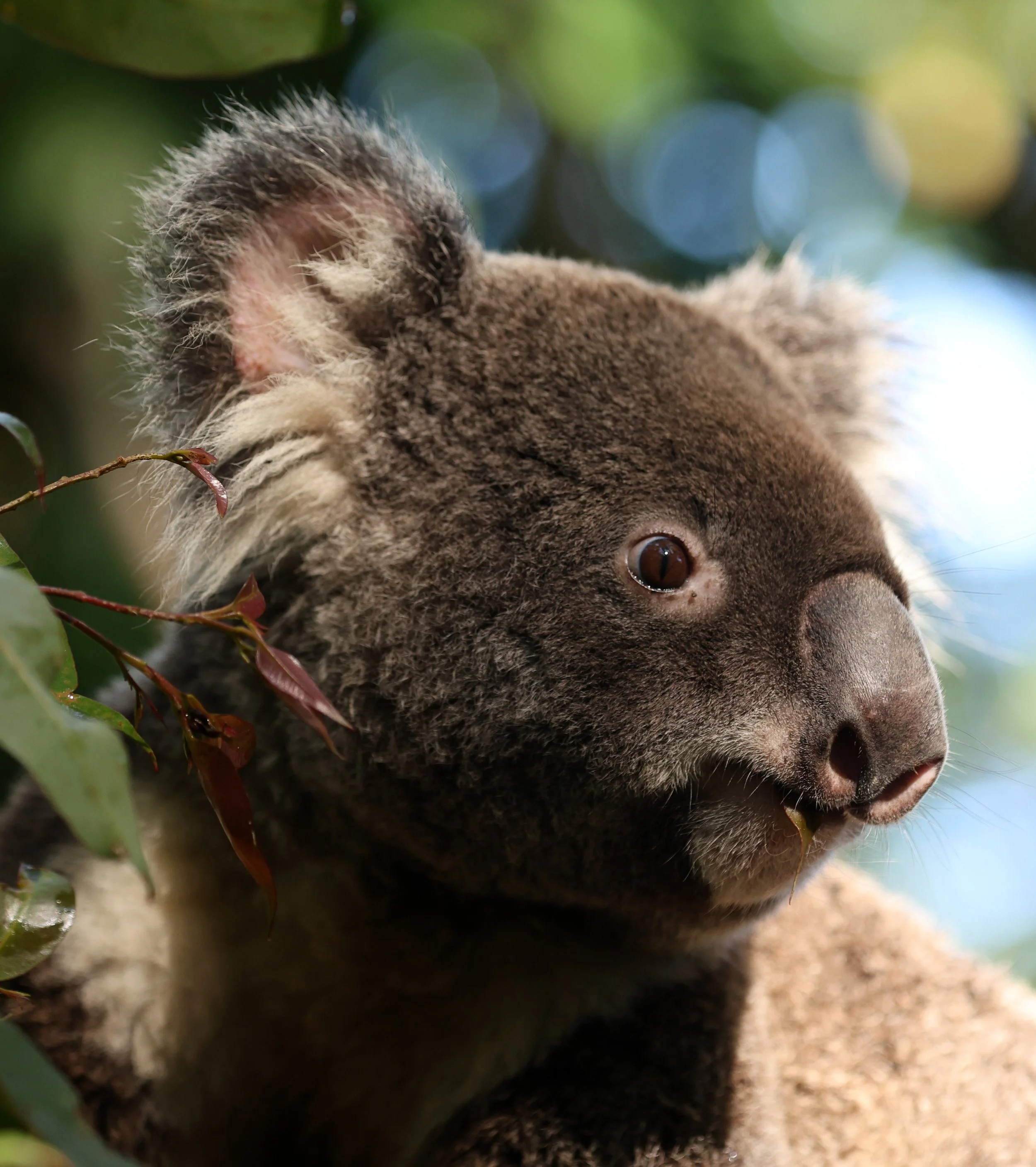 Queensland Koala (Phascolarctos cinereus adustus) Koala Trail Road and Locations South of Brisbane - Queensland