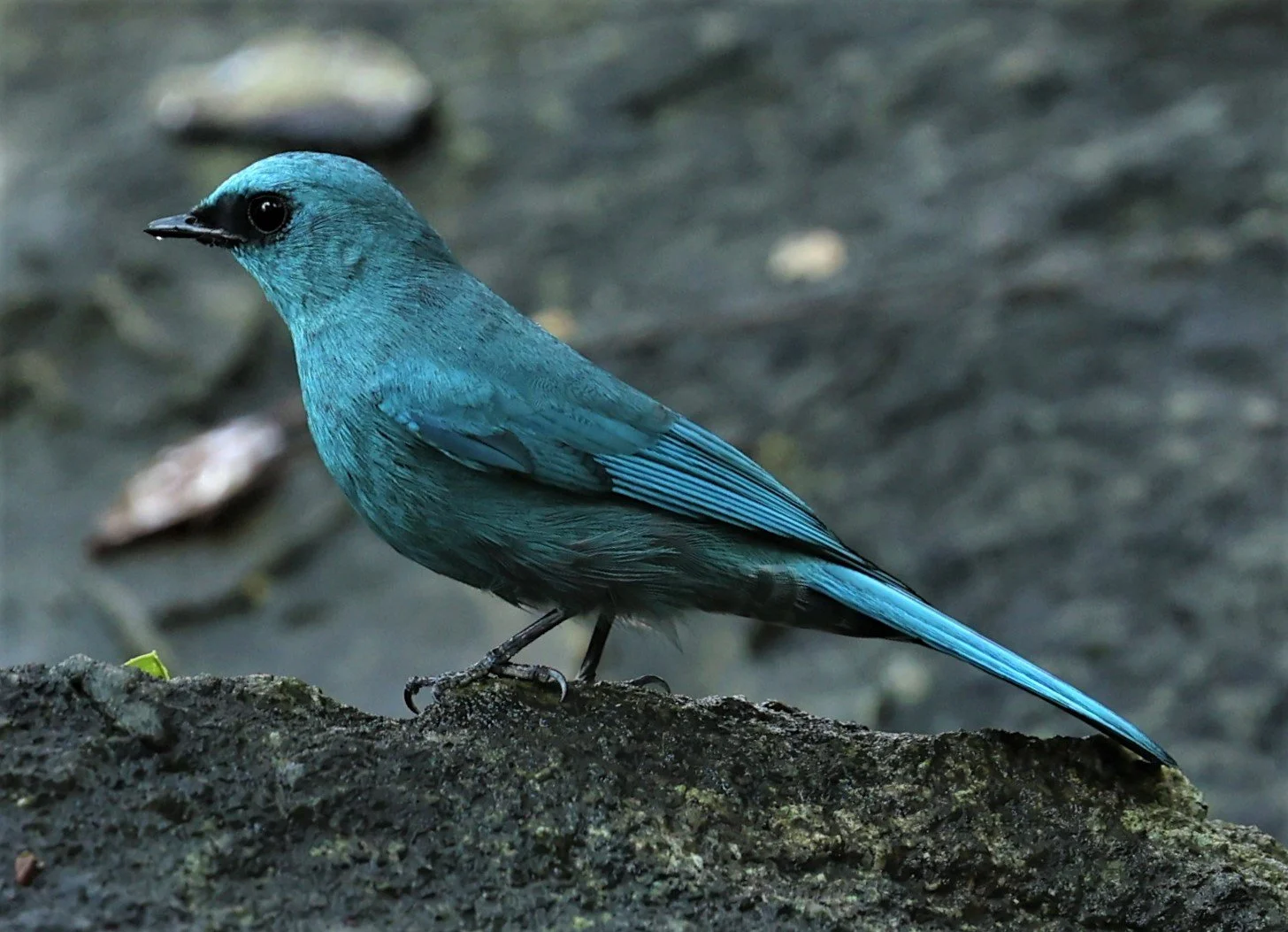 FLYCATCHER - VERDITER FLYCATCHER - Eumyias thalassina - WAT THAM PRATHUM CHONBURI JAN 30 2022 (57).jpg