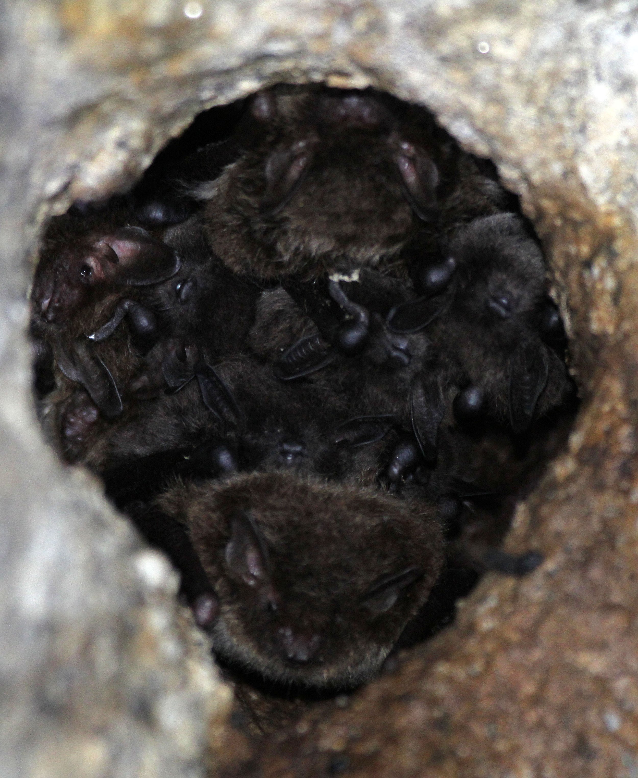 Myotis daubentonii - DAUBENTON'S BAT - SIERRA DE ANDUJAR SPAIN (12).JPG