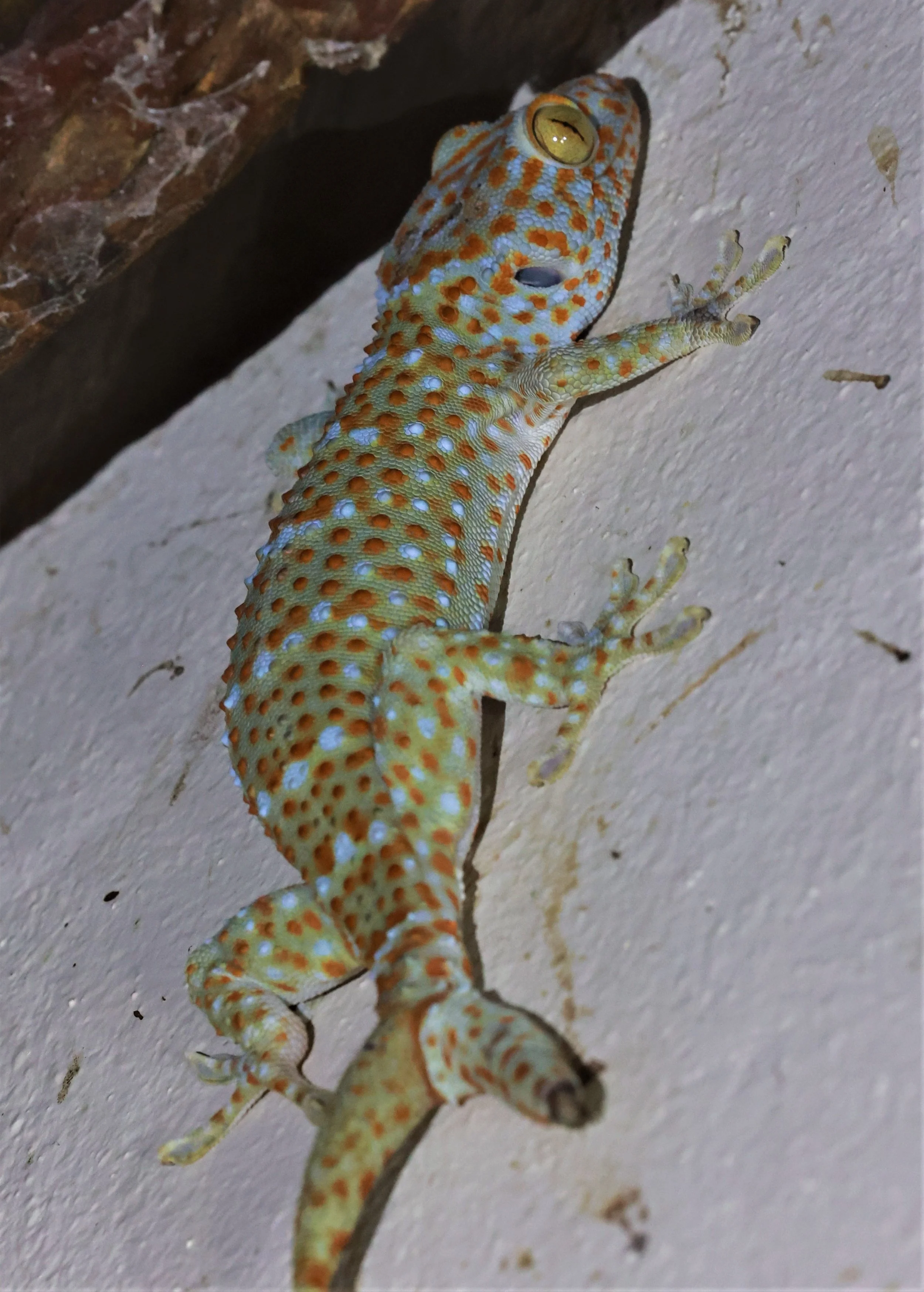 Family Gekkonidae - Geckos — Coke Smith Wildlife