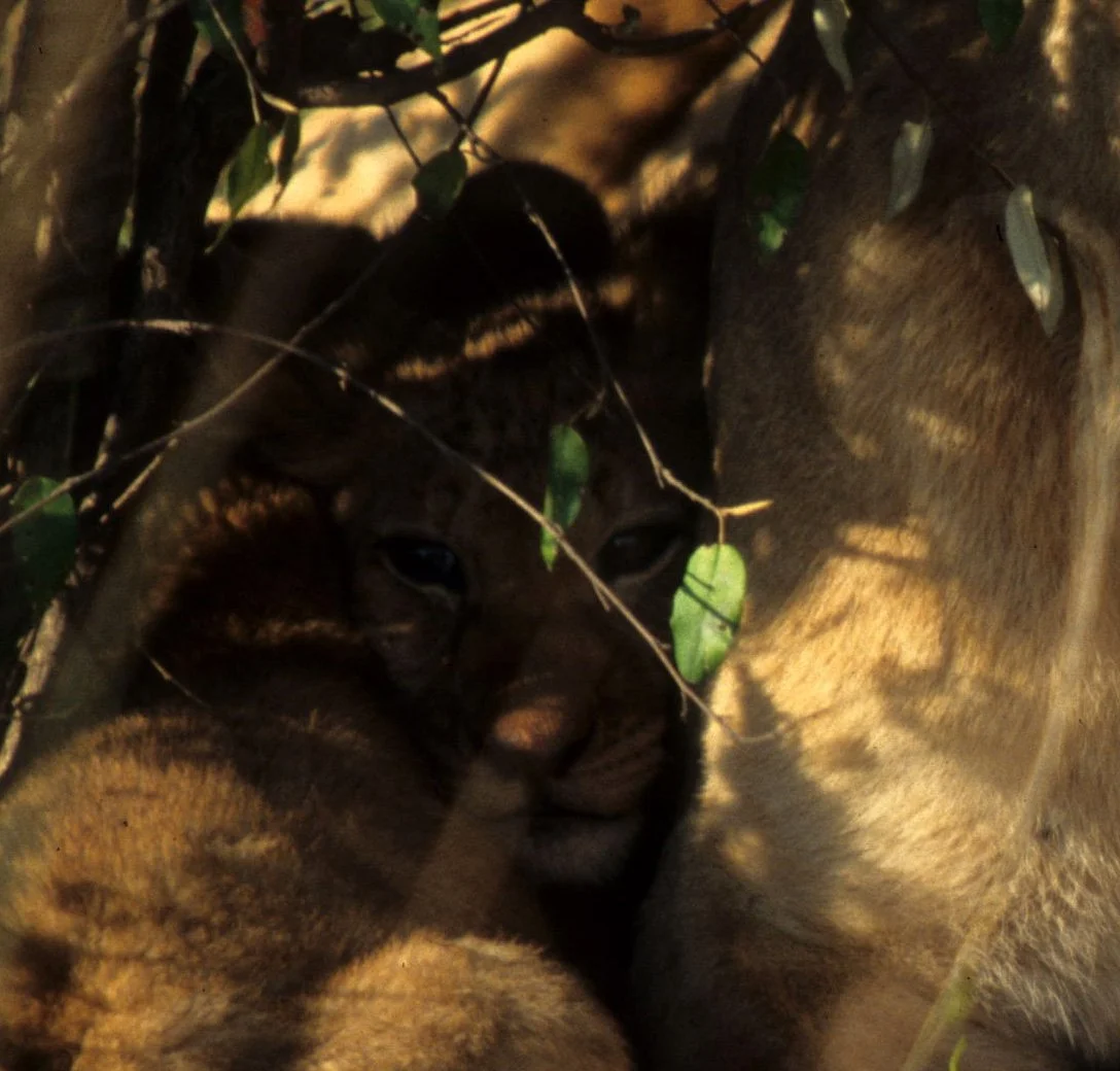 FELID - LION - SERENGETI (31).jpg