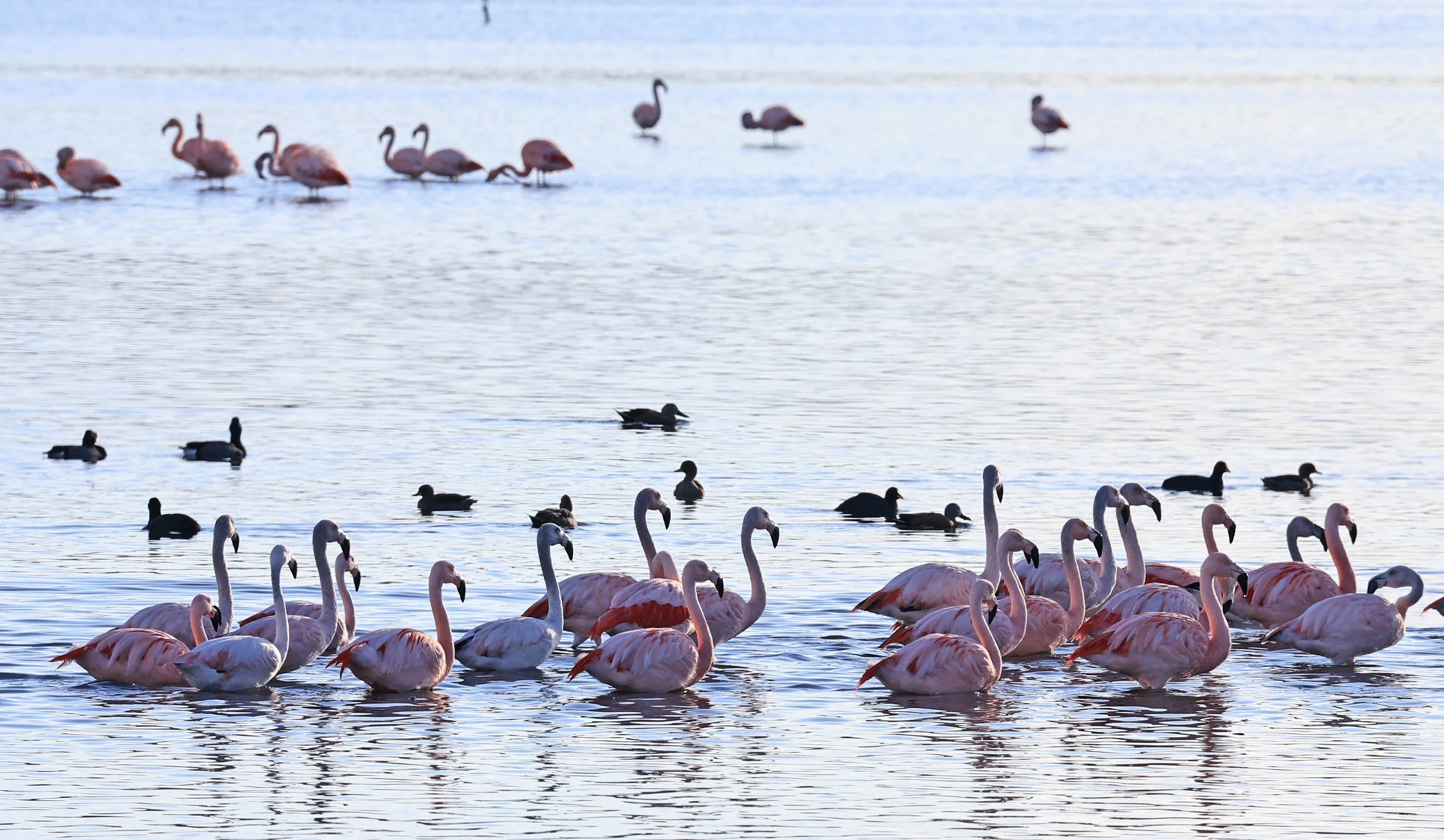 Chilean Flamingo (Phoenicopterus chilensis) Lagunas del Ornitólogo, Trelew Argentina (22).jpg