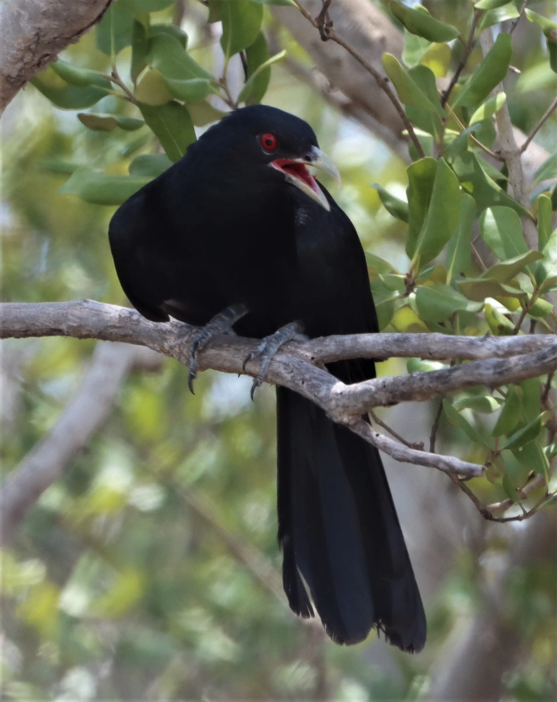 Asian Koel (Eudynamys scolopacea) Pak Thale Salt Ponds Petchaburi Thailand (36).jpg