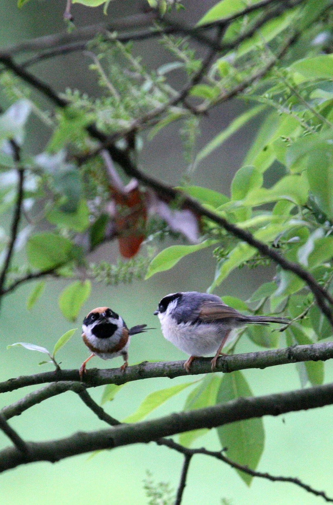 Black-throated Bushtit (Aegithalos concinnus) Hongcun Village, Anhui China (28).JPG