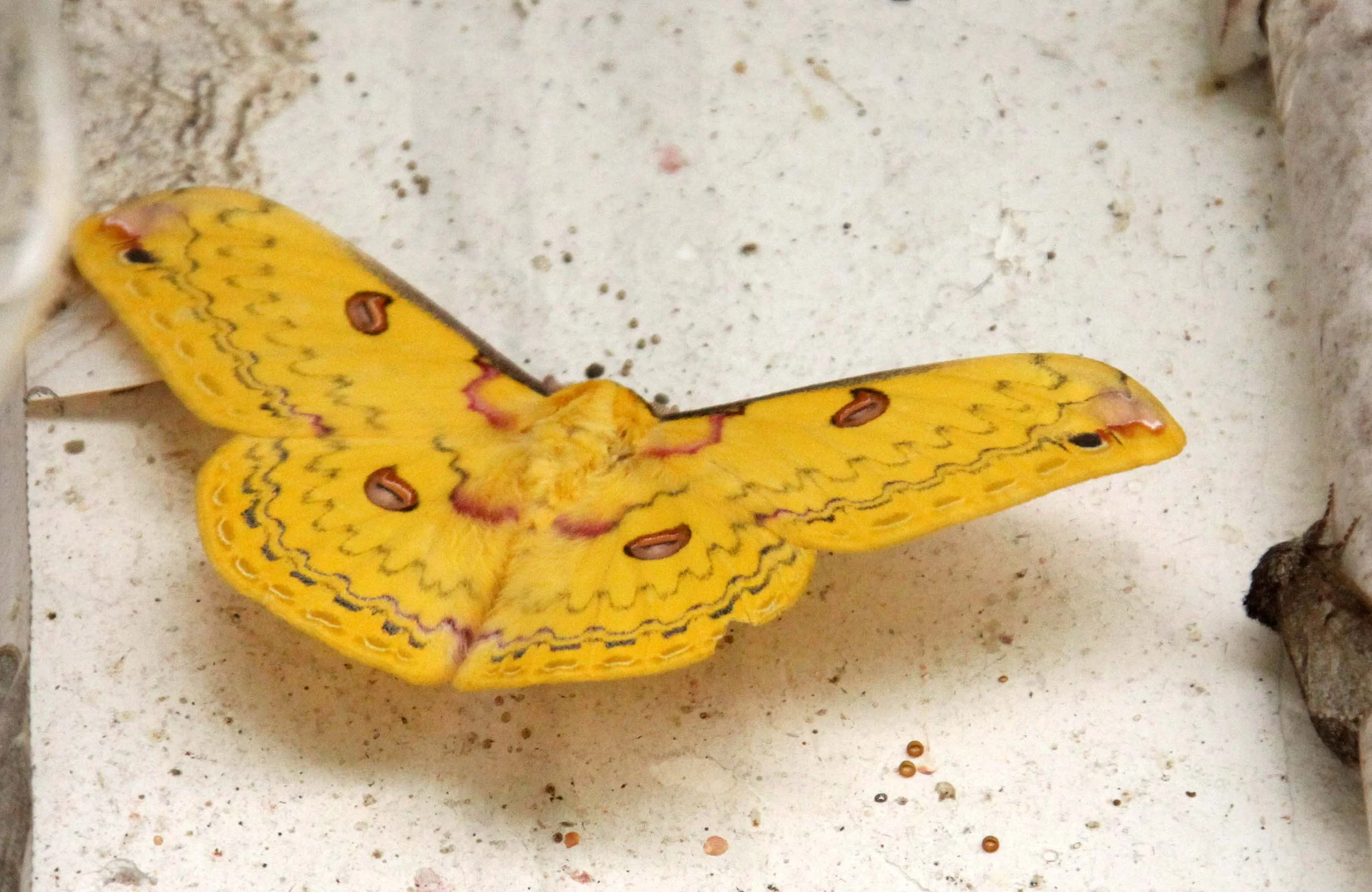Saturniidae - Loepa sikkima - Wawu Mountain, Sichuan China