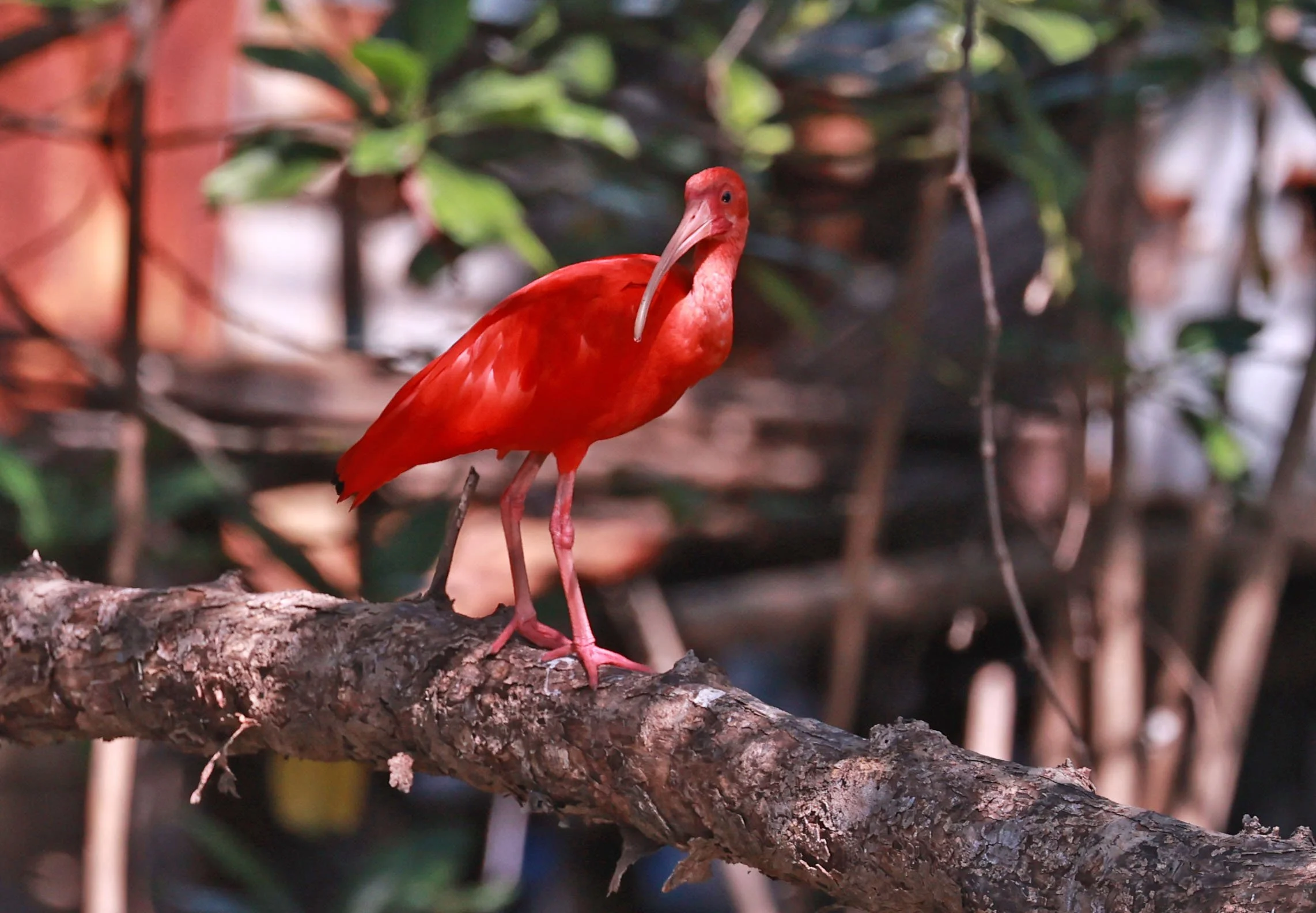 Ibis - Scarlet Ibis - Eudocimus ruber - 29 Songkaow Cafe, Chachoengsao Thailand (150).jpg