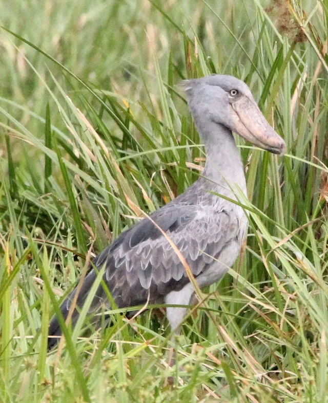 BIRD - STORK - SHOEBILL STORK - MURCHISON FALLS NATIONAL PARK UGANDA (13).JPG