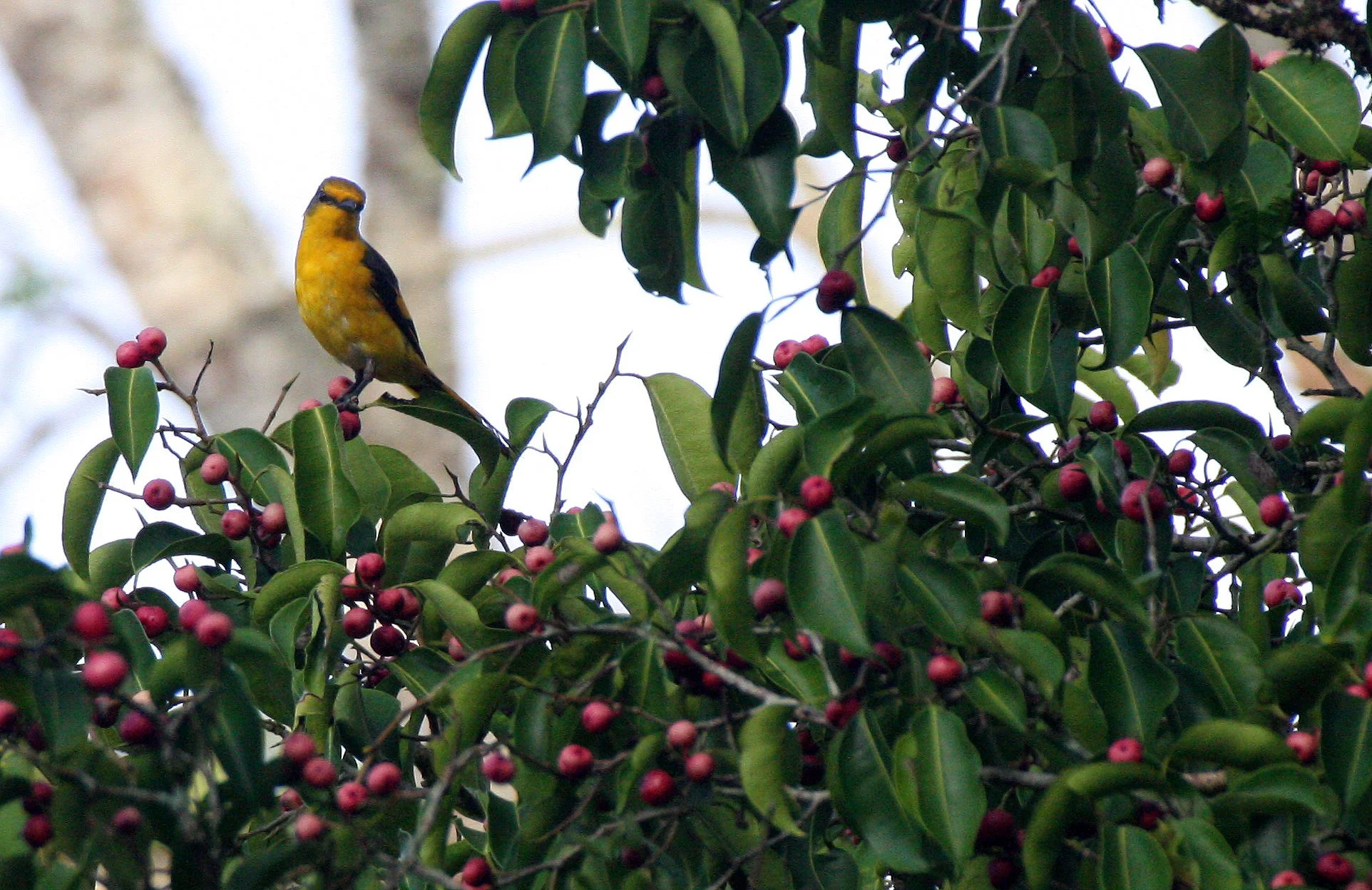 Scarlet Minivet (Pericrocotus speciosus) Kaeng Krachan NP Thailand (29).JPG
