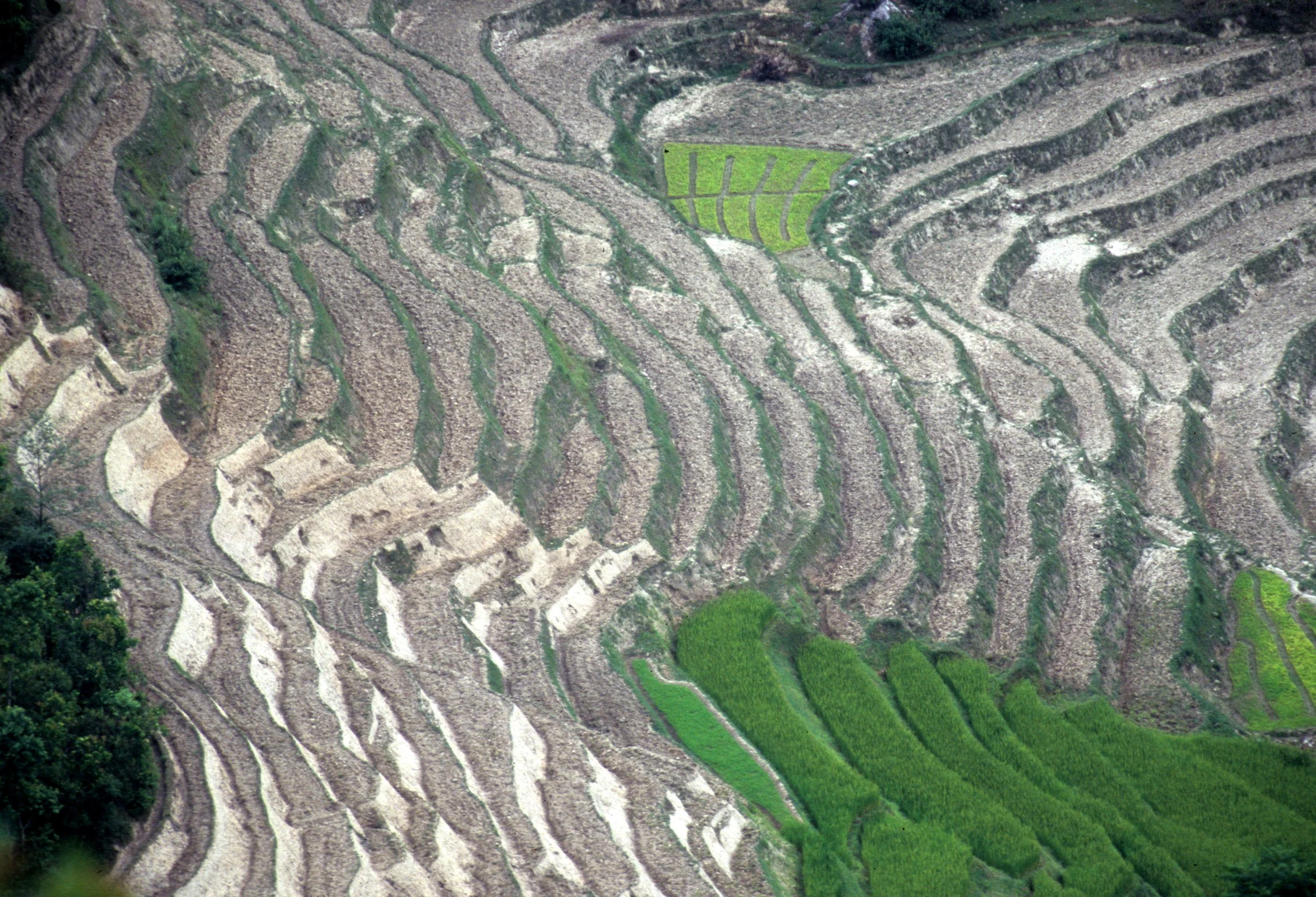 NEPAL - TERRACED RICE FIELD IN HIMALAYA FOOTHILLS (2).jpg