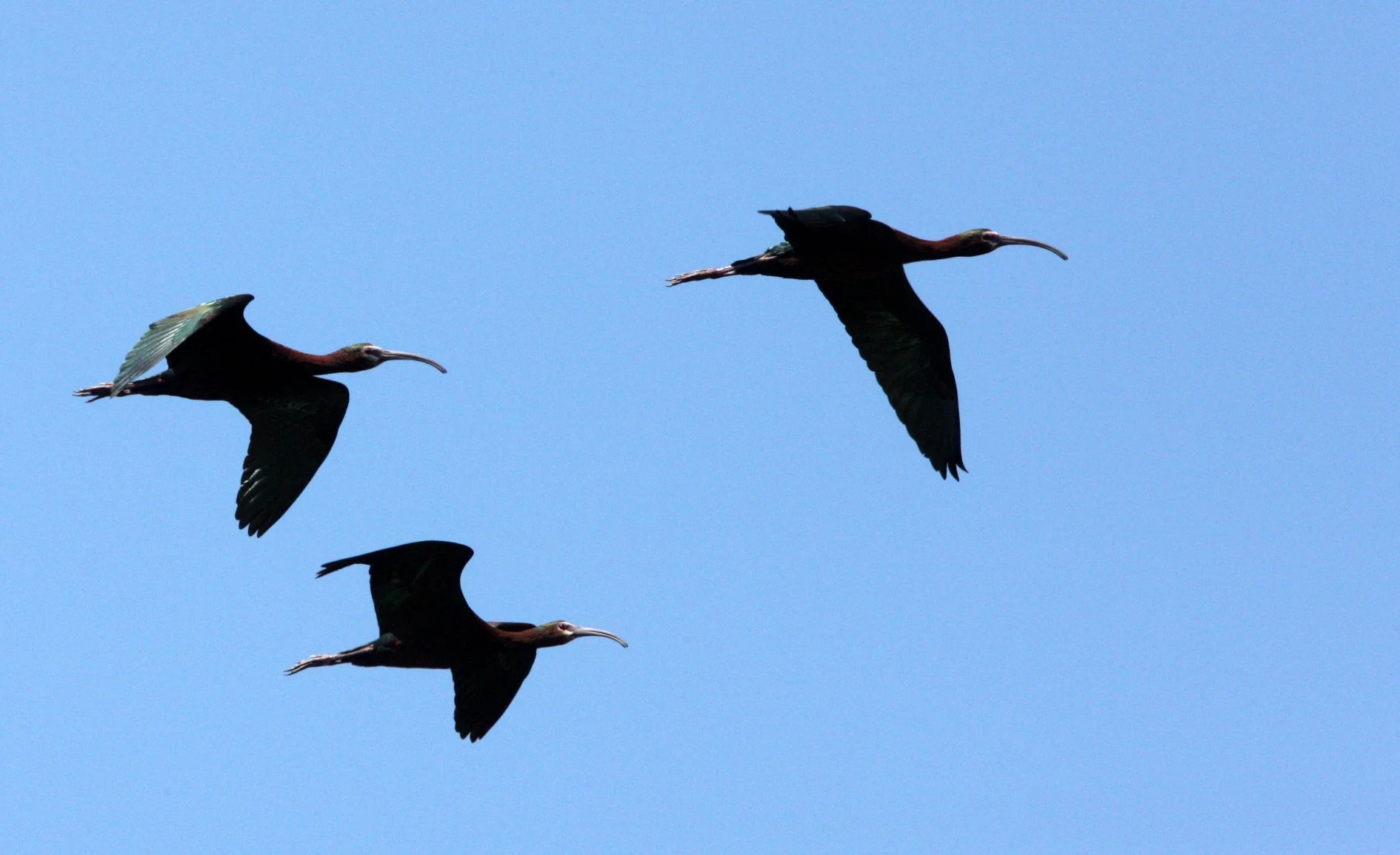 IBIS - WHITE-FACED  IBIS - Plegadis chihi - KERN NATIONAL WILDLIFE REFUGE CALIFORNIA (6).JPG
