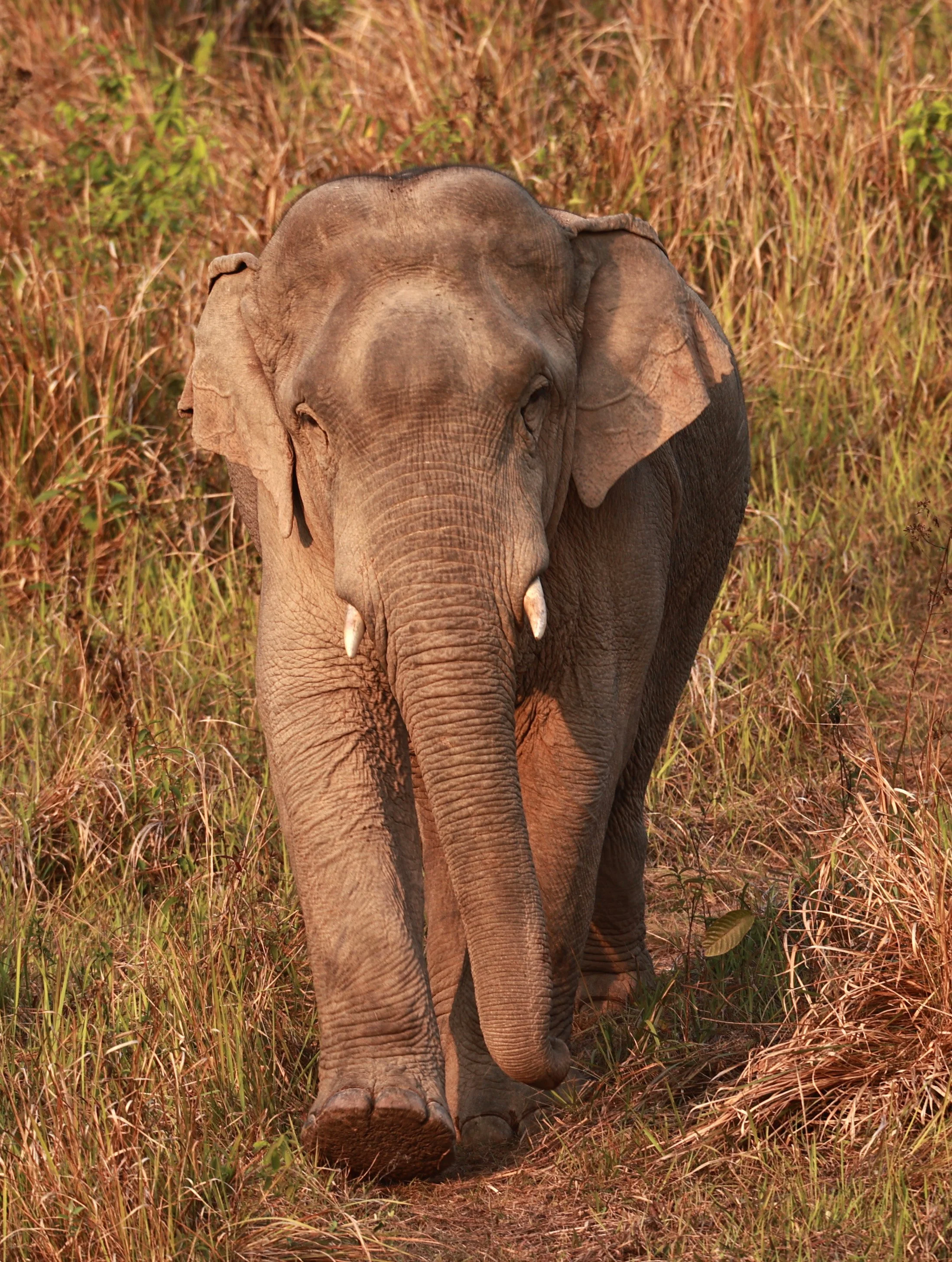 Asian Elephant (Elephas maximus) Khao Yai National Park, Thailand (50).jpg