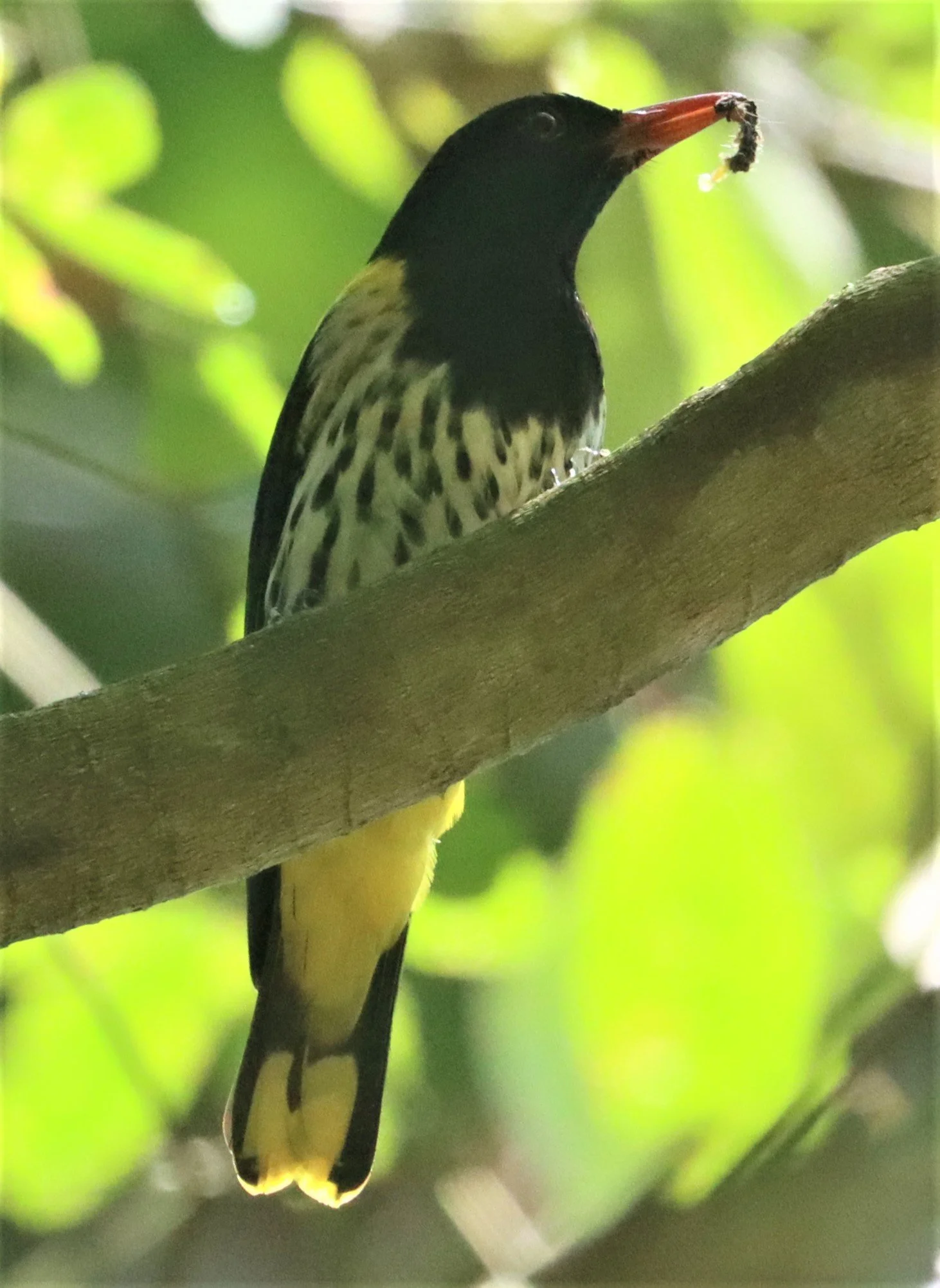 Dark-throated Oriole (Oriolus xanthonotus) Krung Chin Khao Luang NP Thailand (21).jpg