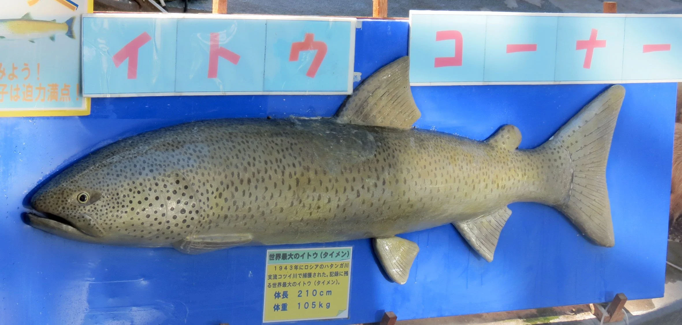 SHIBETSU SALMON MUSEUM - HOKKAIDO JAPAN (2).JPG