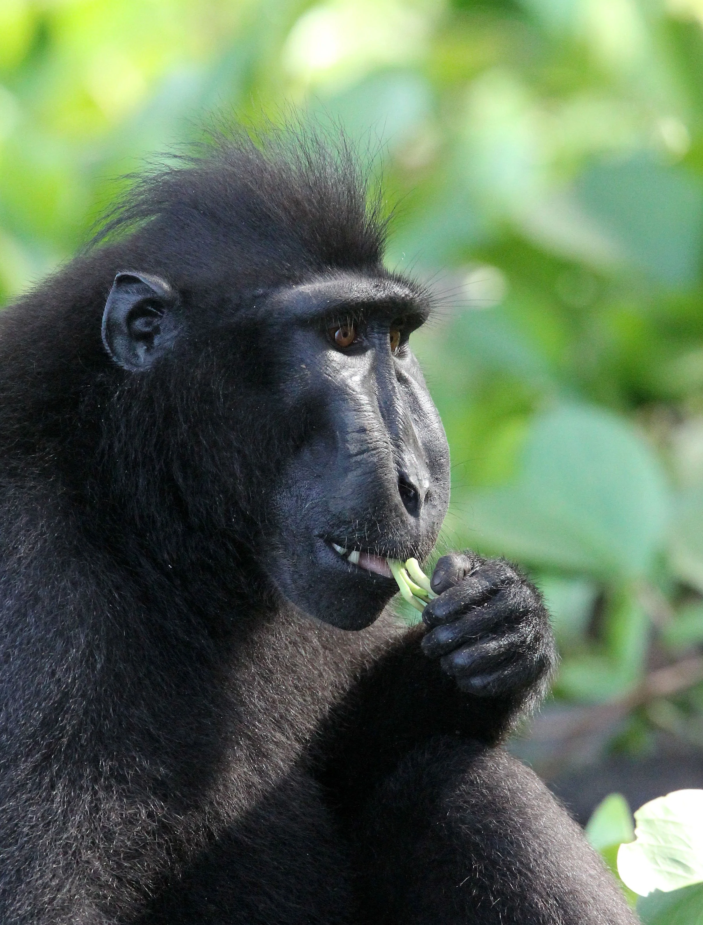 CERCOPITHECIDAE - Macaca nigra - SULAWESI BLACK-CRESTED MACAQUE - RAMBO 2 GROUP - TANGKOKO NATIONAL PARK SULAWESI INDONESIA (302).JPG