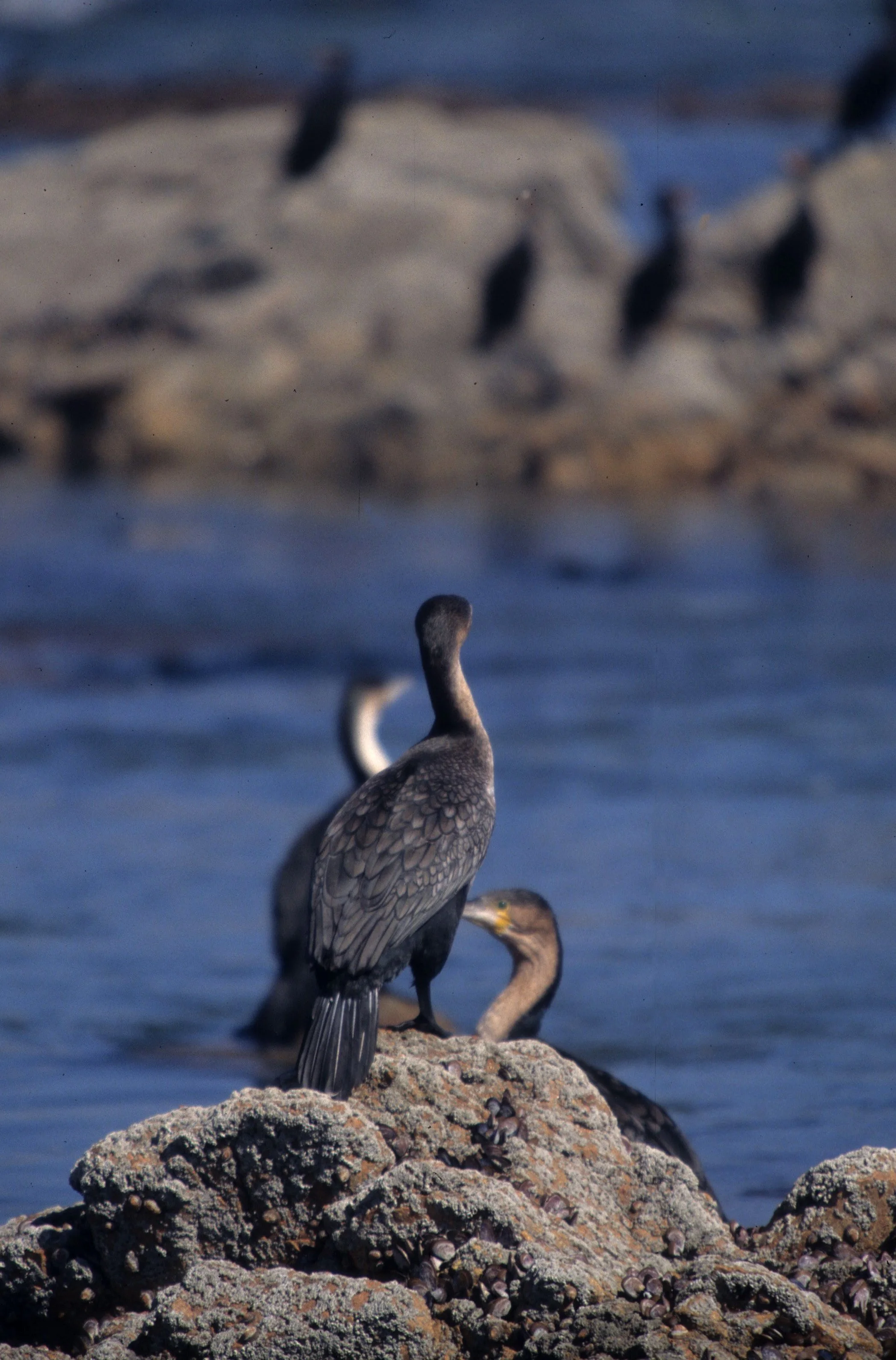 BIRDS - CORMORANT - WHITEBREASTED - NAMIBIA COAST B.jpg