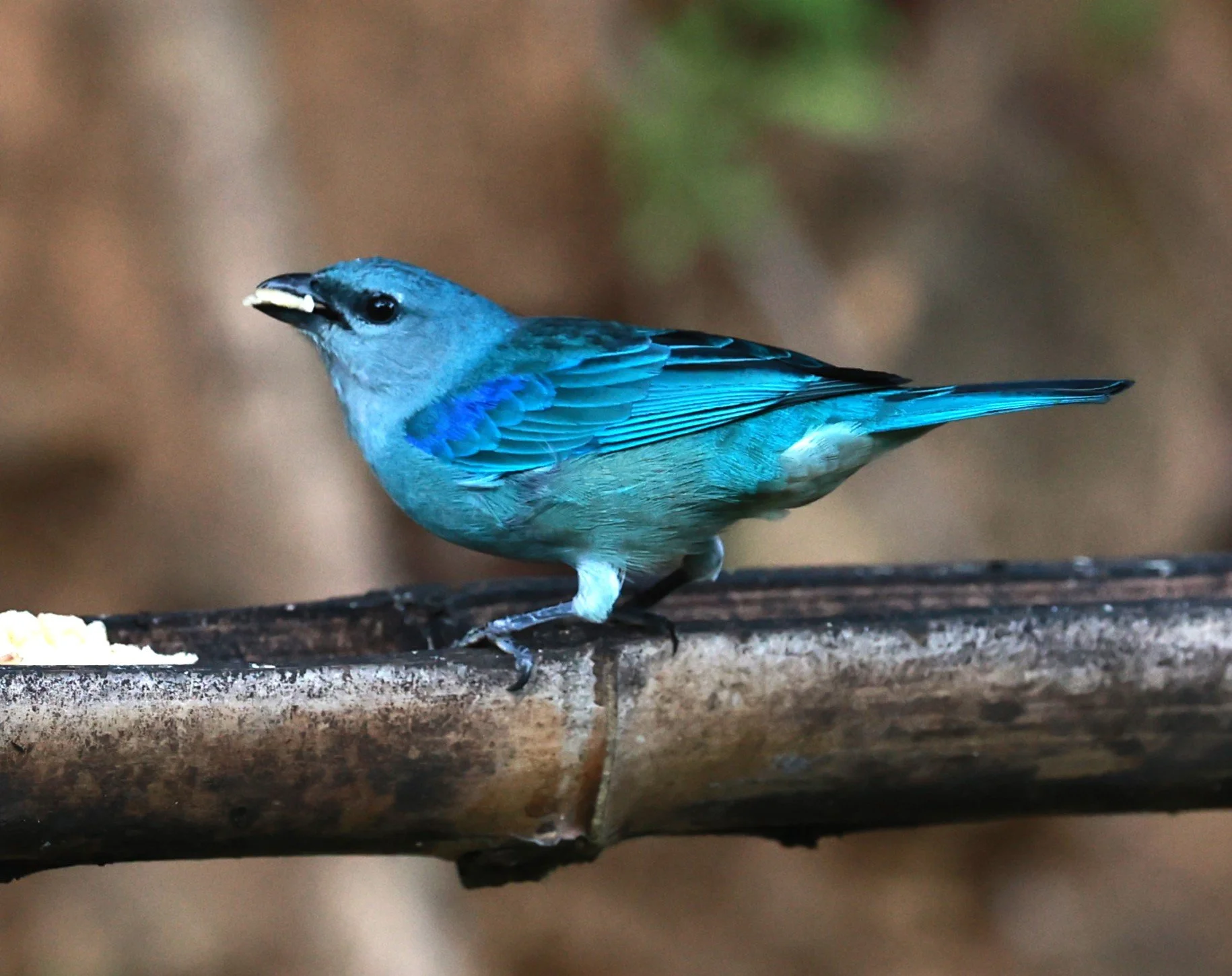 Tanager - Azure-shouldered Tanager - Thraupis cyanoptera - Espirito Santo, Santa Teresa, Pousada Vita Verde (5).JPG