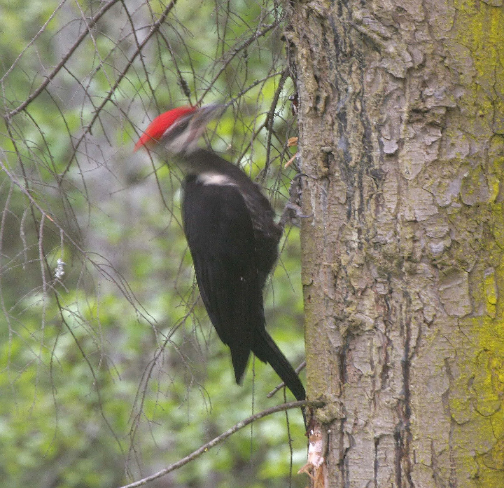 BIRD - WOODPECKER - PILEATED WOODPECKER - GASMAN (32).jpg