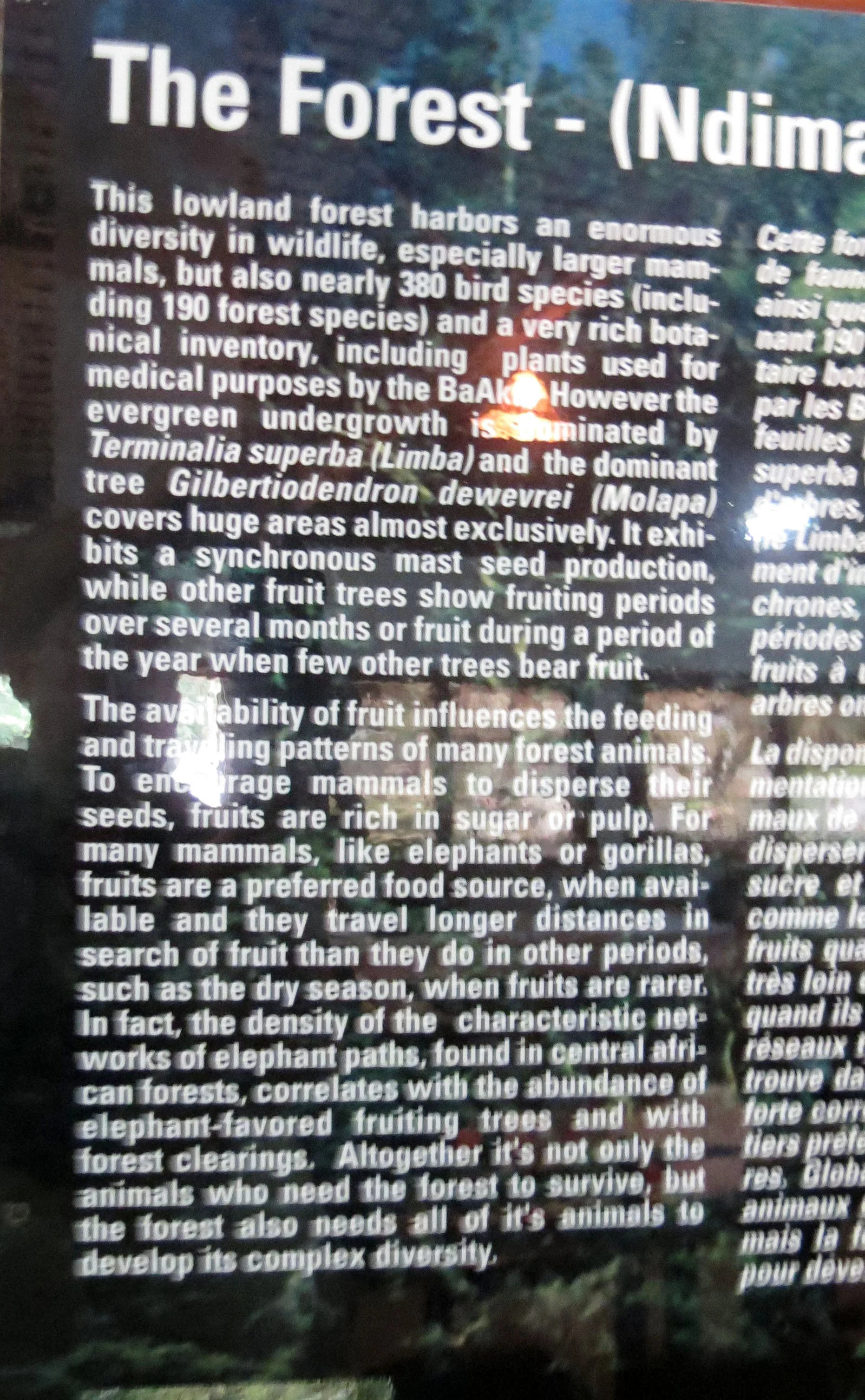 DZANGA NDOKI NATIONAL PARK CENTRAL AFRICAN REPUBLIC (65).JPG