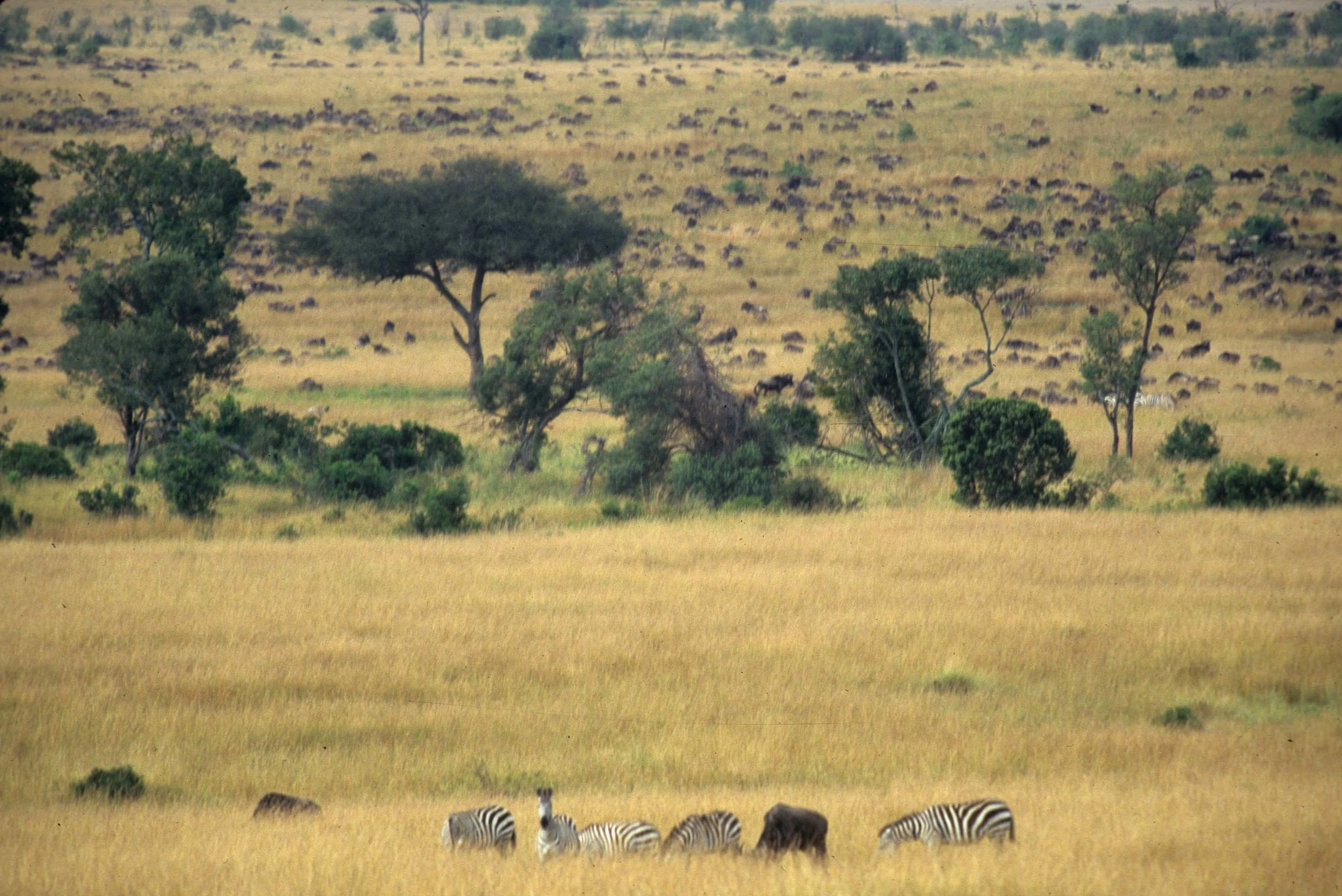EQUIN - ZEBRA - COMMON - SERENGETI (13).jpg