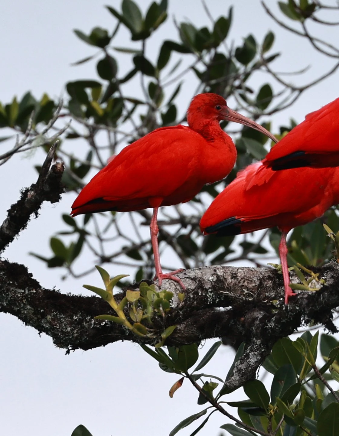 Scarlet Ibis (Eudocimus ruber) Superagüi National Park, Brazil (10).jpg