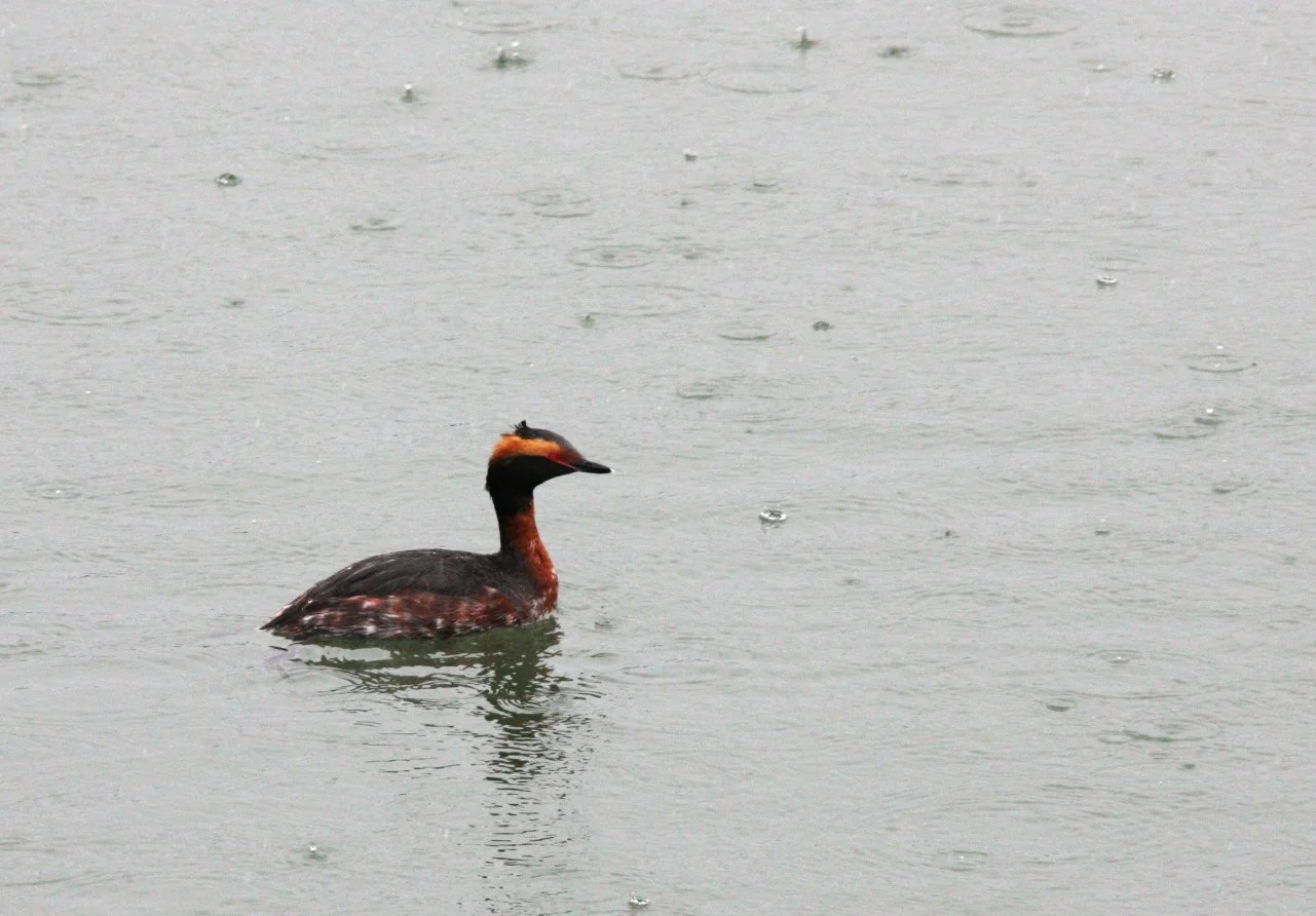 Eared Grebe (Podiceps nigricollis) Arcata Harbor California