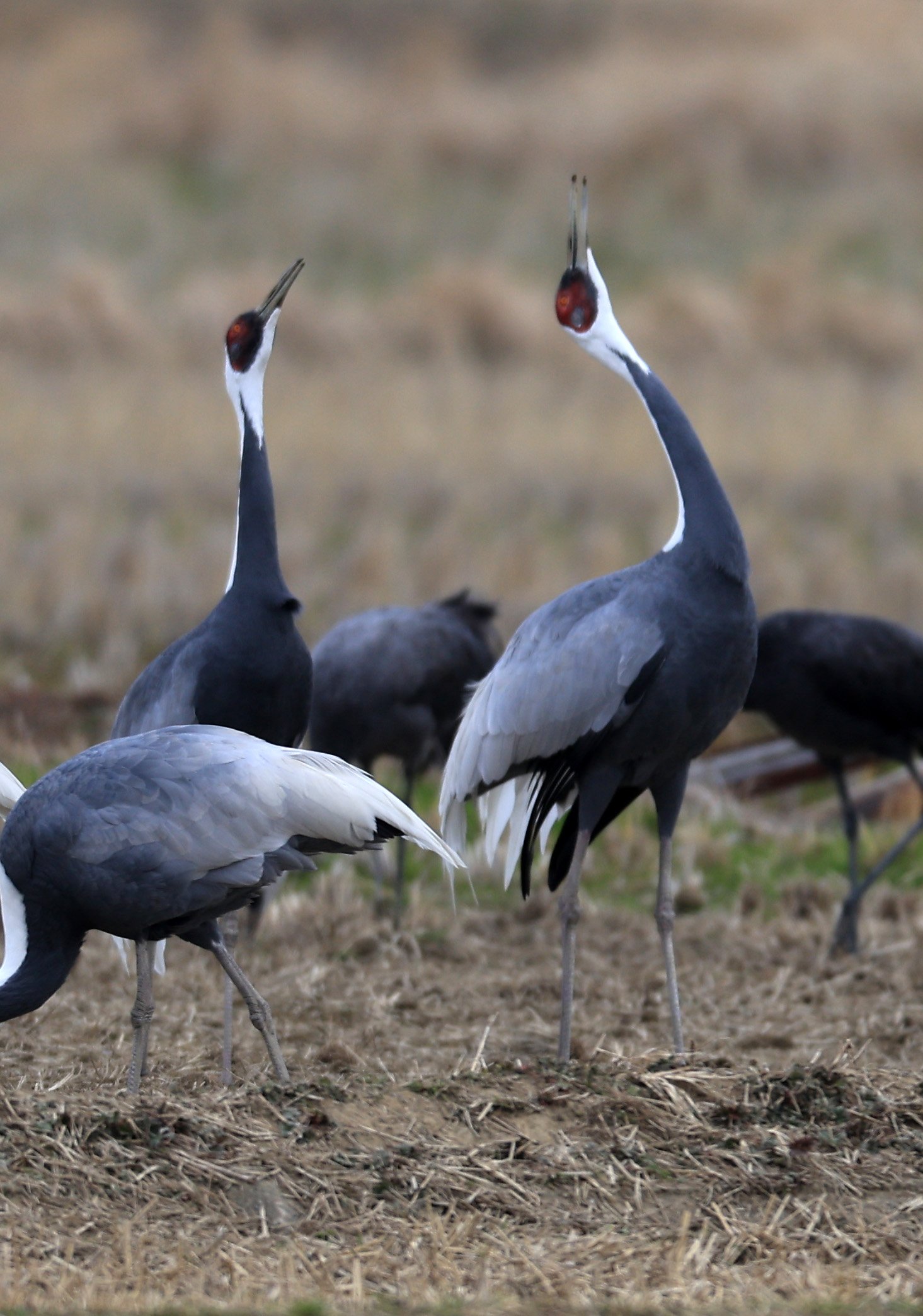 White-naped Crane (Antigone vipio) Izumi Crane Park & Center, Izumi Kagoshima Kyushu Japan (412).jpg