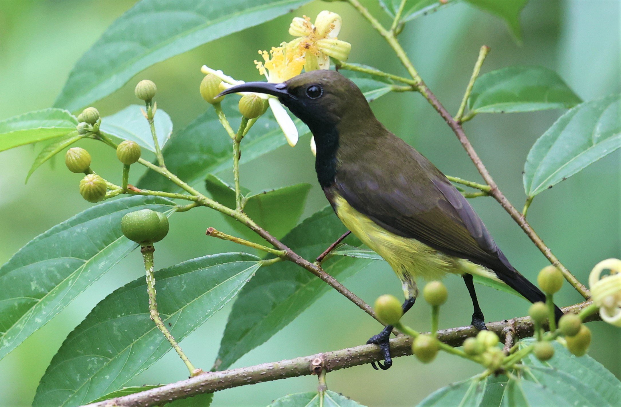 SUNBIRD - OLIVE-BACKED SUNBIRD - Nectarinia jugularis - KAENG KRACHAN NATIONAL PARK 16 OCT 2021 (74).jpg