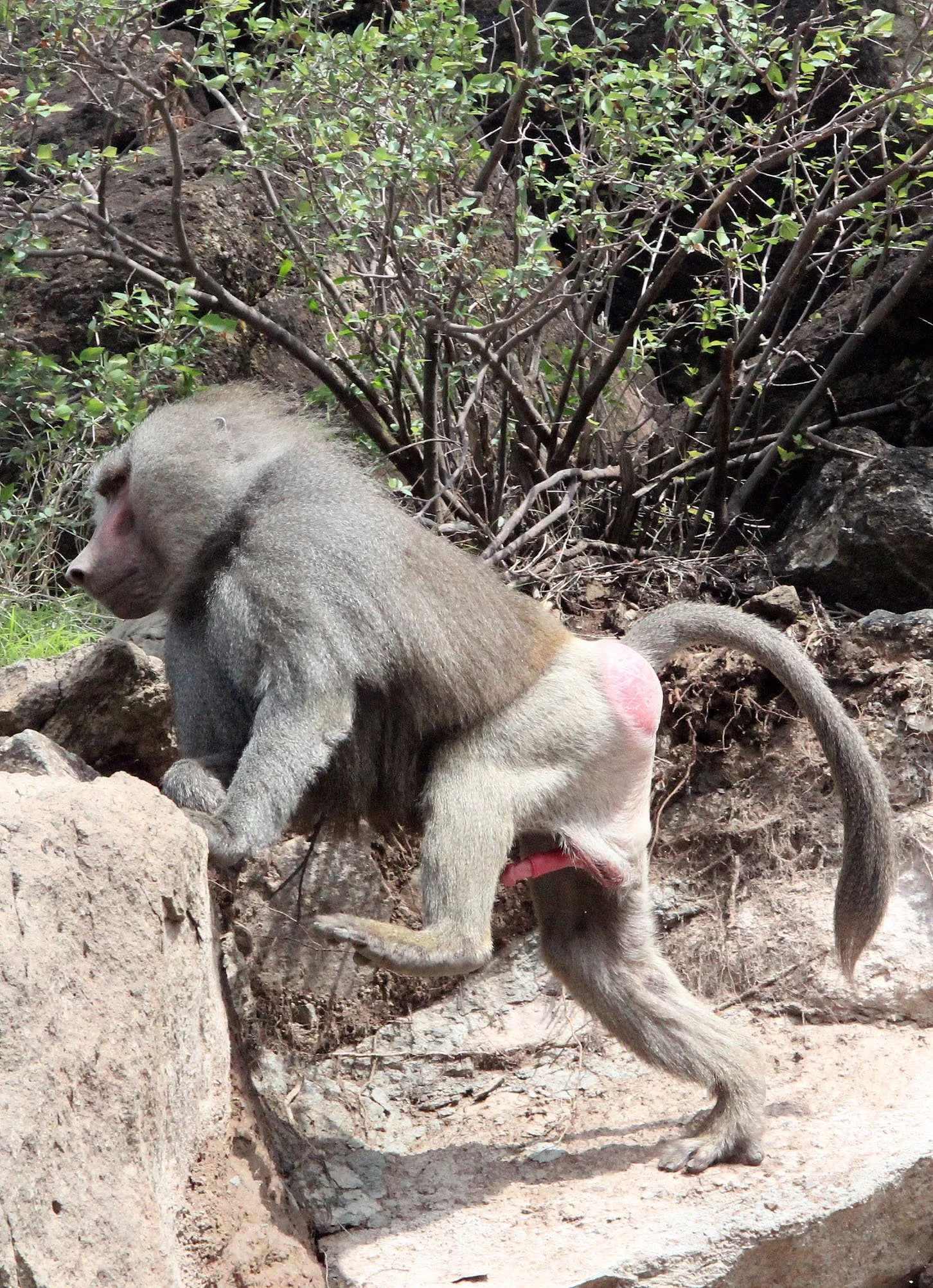 CERCOPITHECIDAE - Papio hamadryas - HAMADRYAS BABOON - AWASH NATIONAL PARK ETHIOPIA (172).JPG