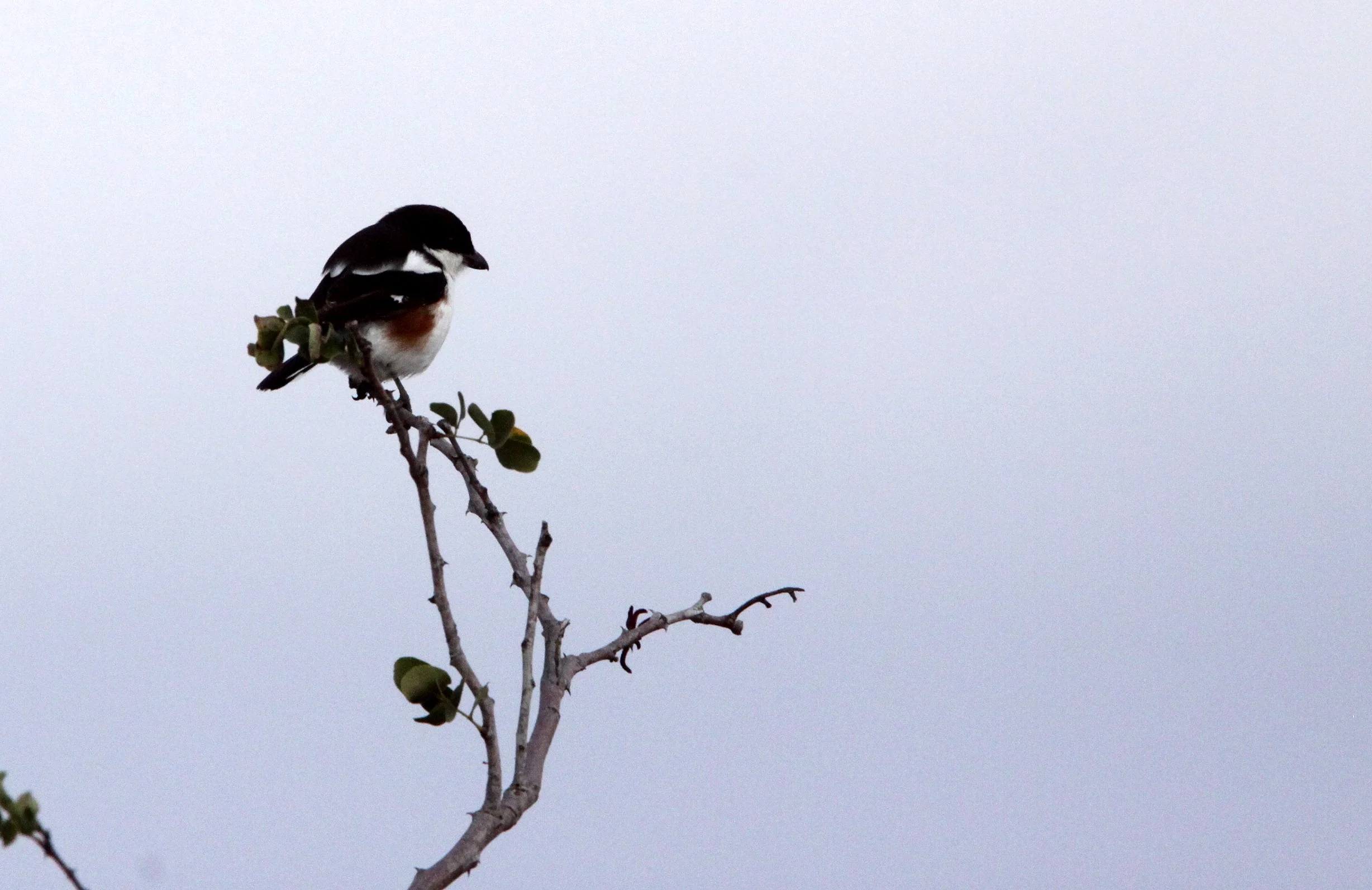 Southern Boubou (Laniarius ferrugineus) Imfolozi NP South Africa (2).JPG