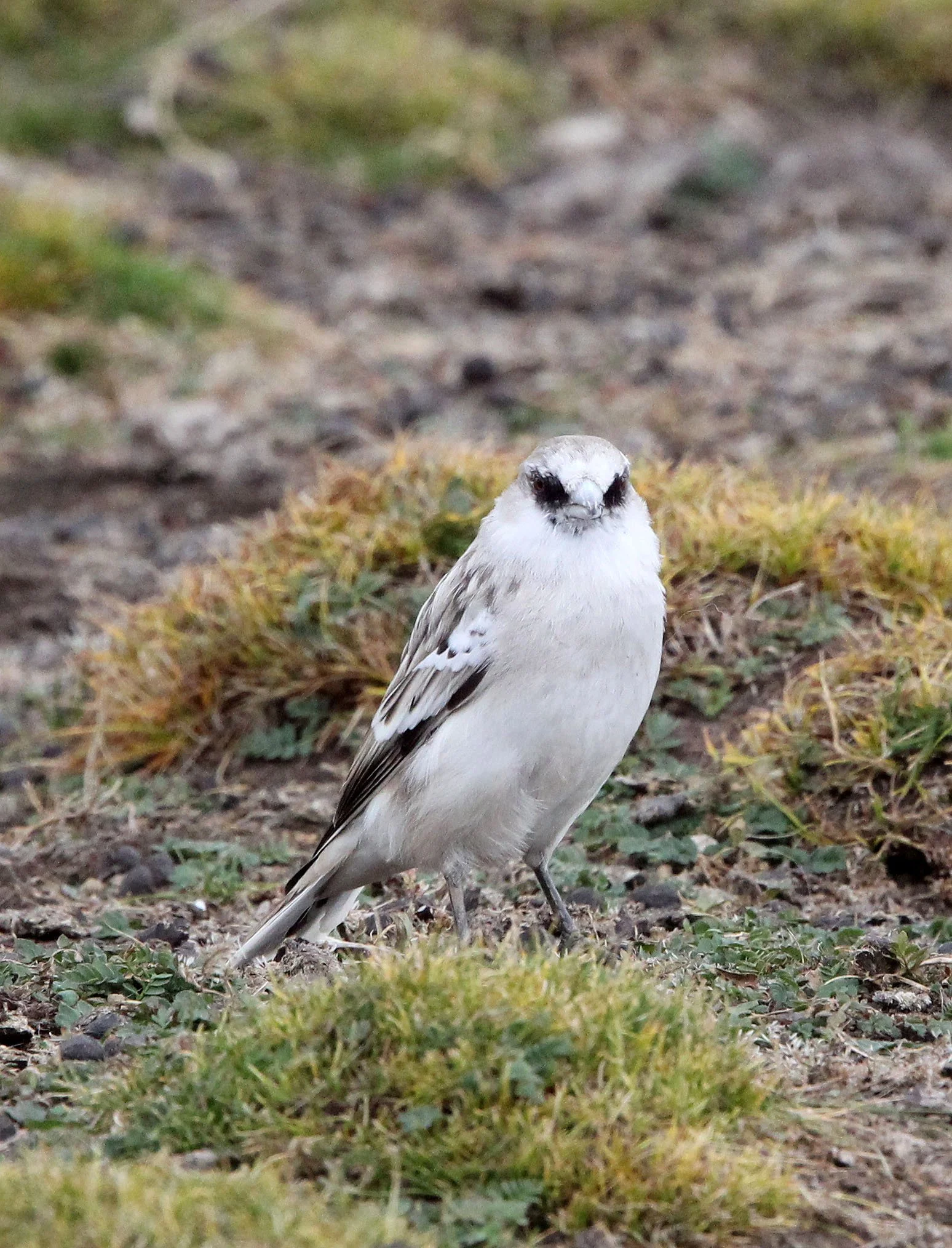 White-rumped Snowfinch (Pyrgilauda taczanowskii) 100km West of Xining China 