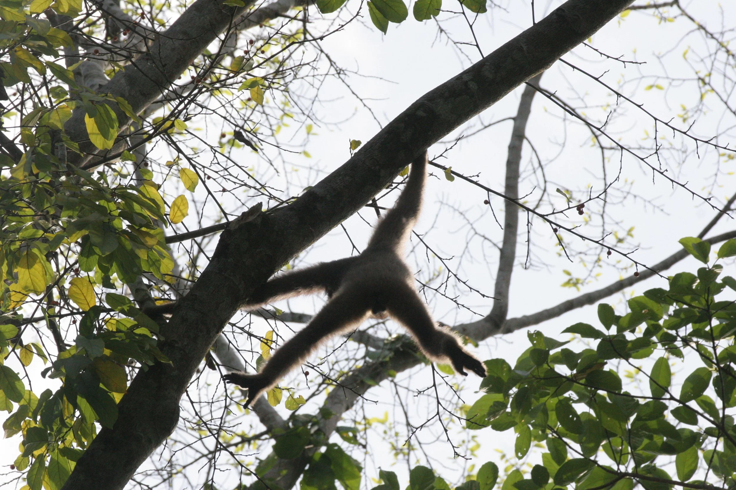 HYLOBATIDAE - Hylobates muelleri - MUELLER'S (GRAY) GIBBON - TABIN WILDLIFE RESERVE  (61).JPG