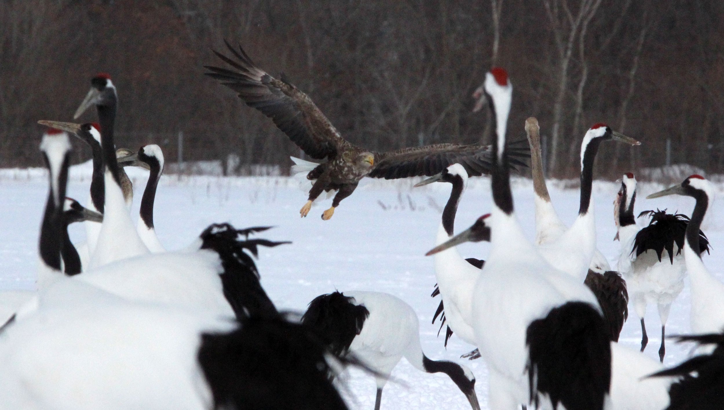 BIRD - EAGLE - WHITE-TAILED EAGLE - AKAN INTERNATIONAL CRANE CENTER - HOKKAIDO JAPAN (51).JPG