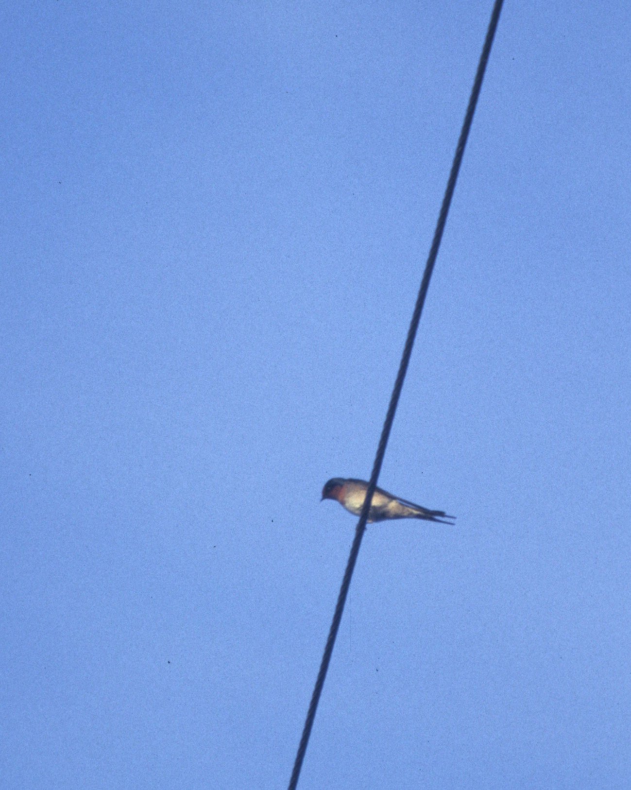 Barn Swallow (Hirundo rustica) Daintree Rainforest Queensland Australia (1).jpg