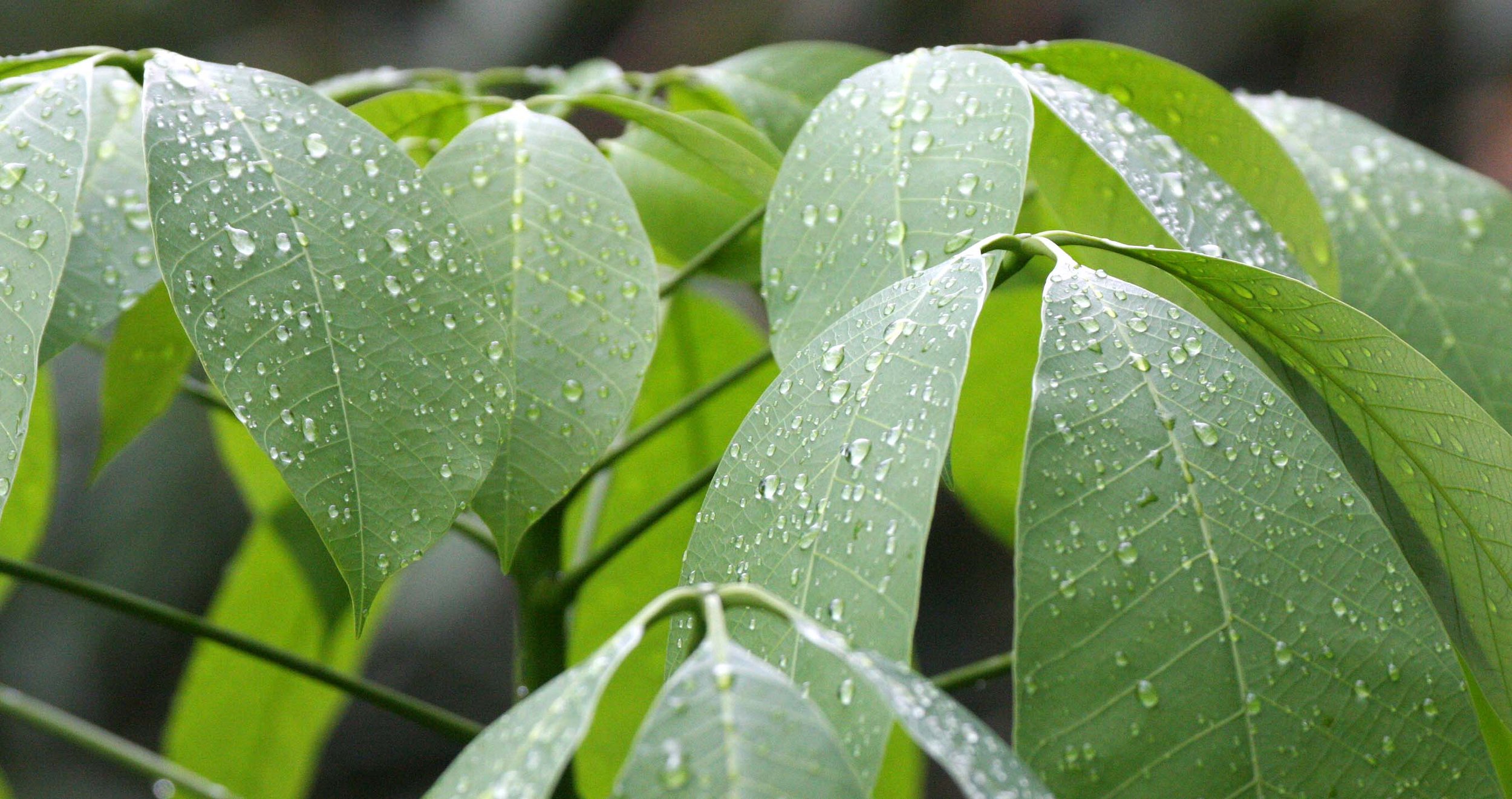 2009 Promluk Property Views (29).JPG