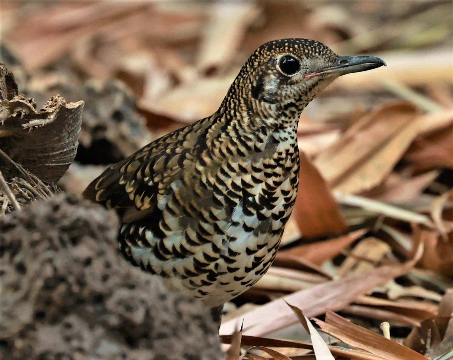 White's Thrush (Zoothera aurea) Putthamonthon Park Nakhon Pathom Thailand (191).jpg