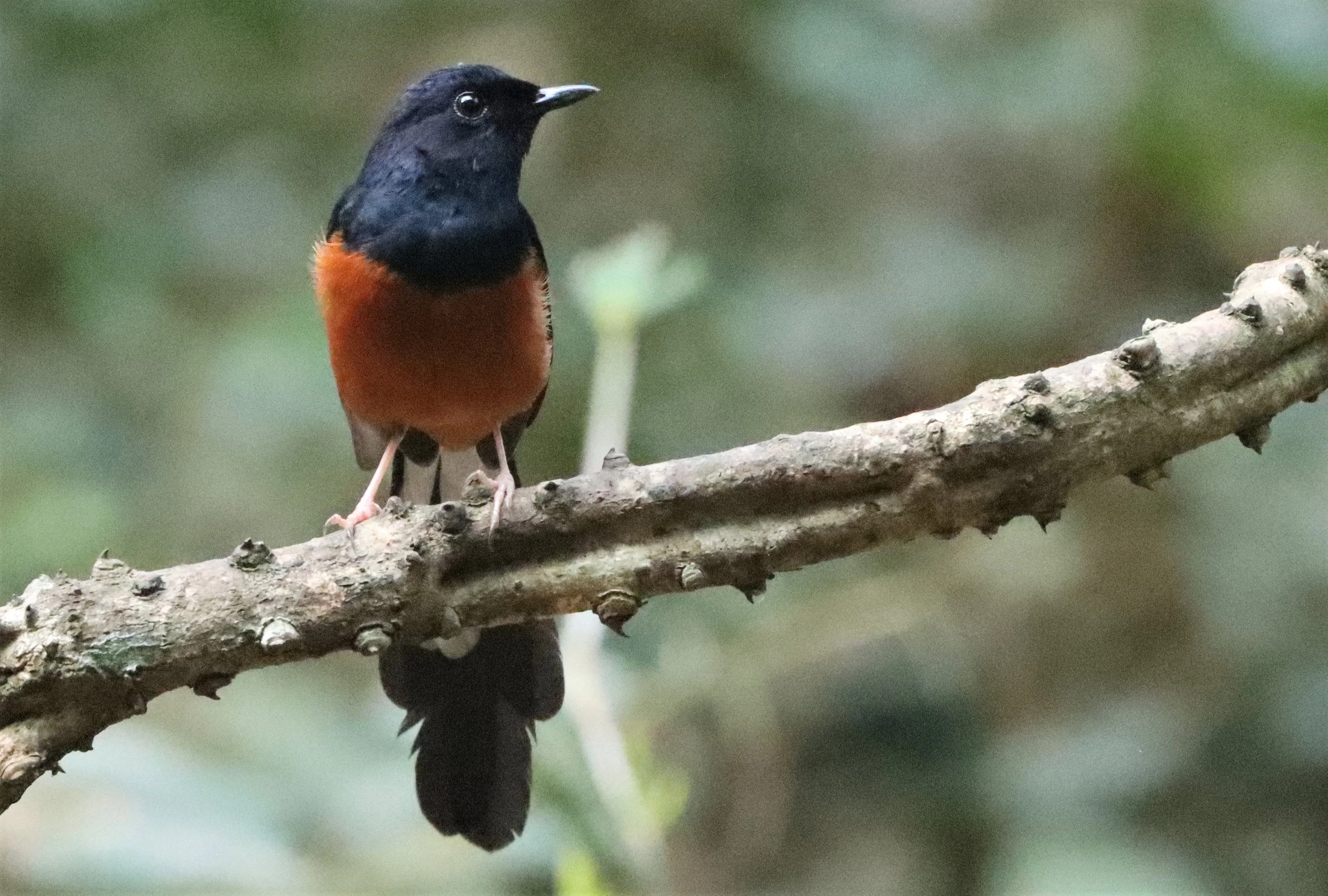 SHAMA - WHITE-RUMPED SHAMA - Copsychus malabaricus - NEUNG HIDE KAENG KRACHAN  (5).jpg