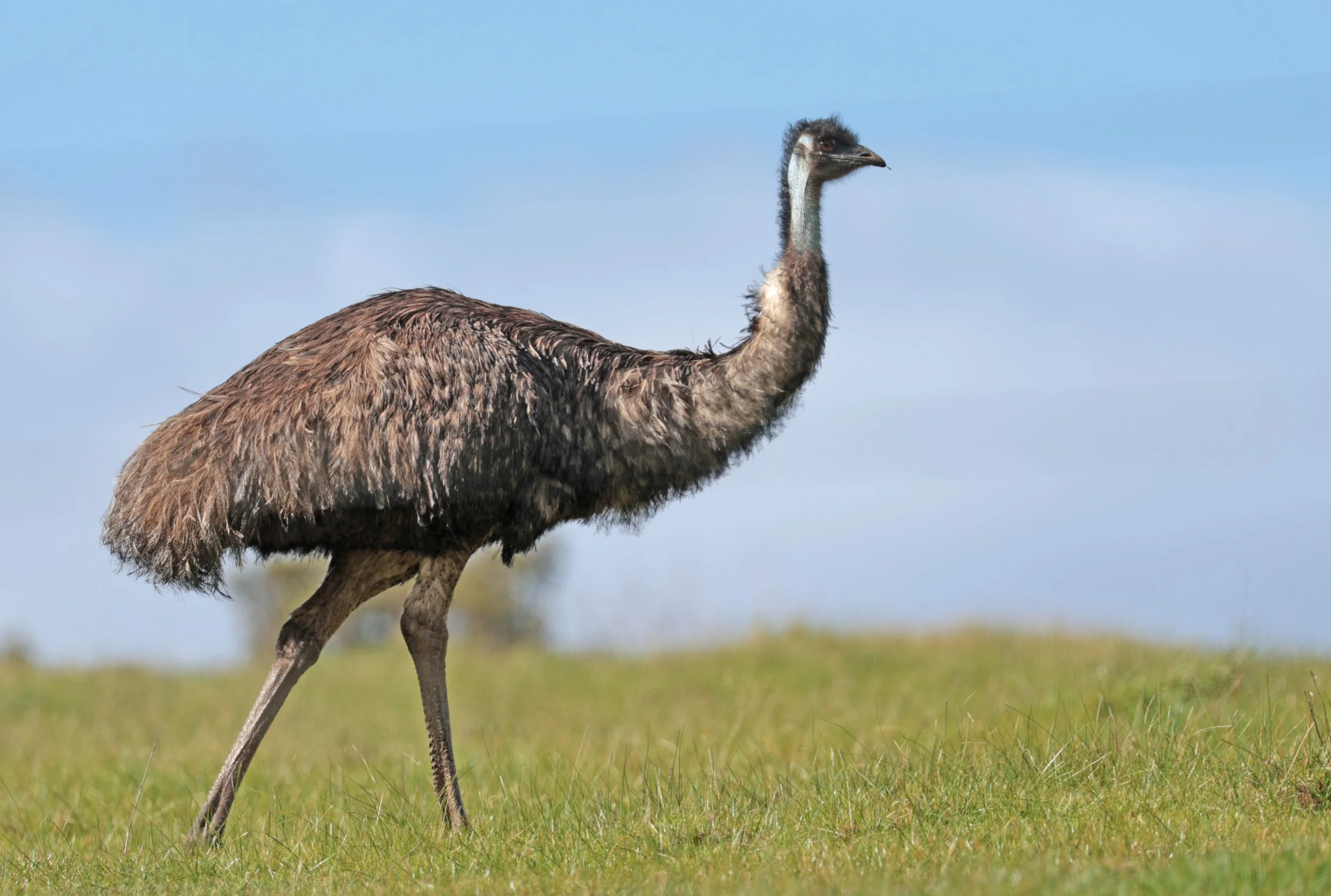 Emu (Dromaius novaehollandiae) Mt Frankland NP - Western Australia (47).jpg