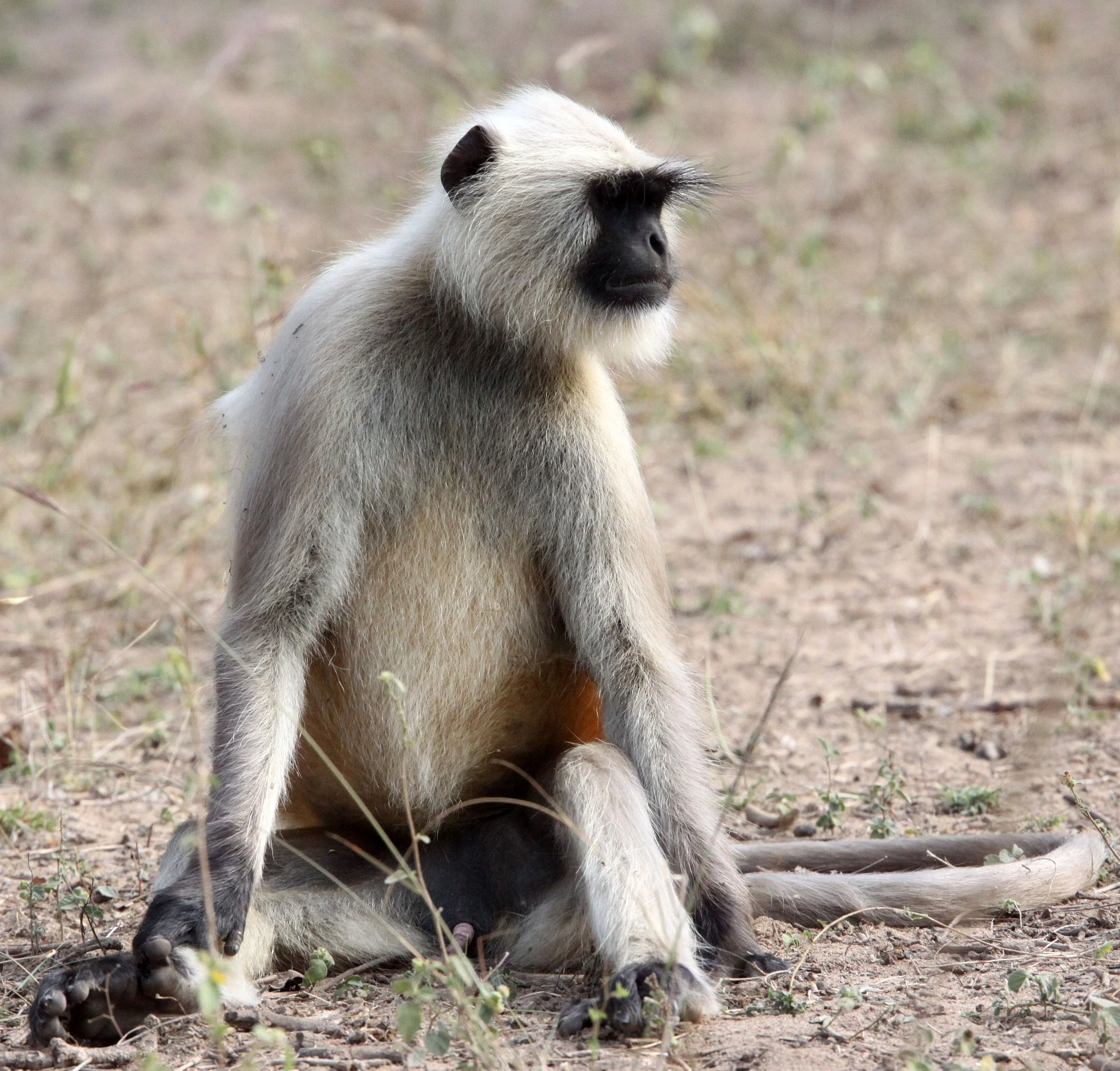 CERCOPITHECIDAE - Semnopithecus entellus - BENGAL SACRED (HANUMAN NORTHERN PLAINS GREY) LANGUR - BANDHAVGAR NATIONAL PARK MADHYA PRADESH INDIA (6).JPG