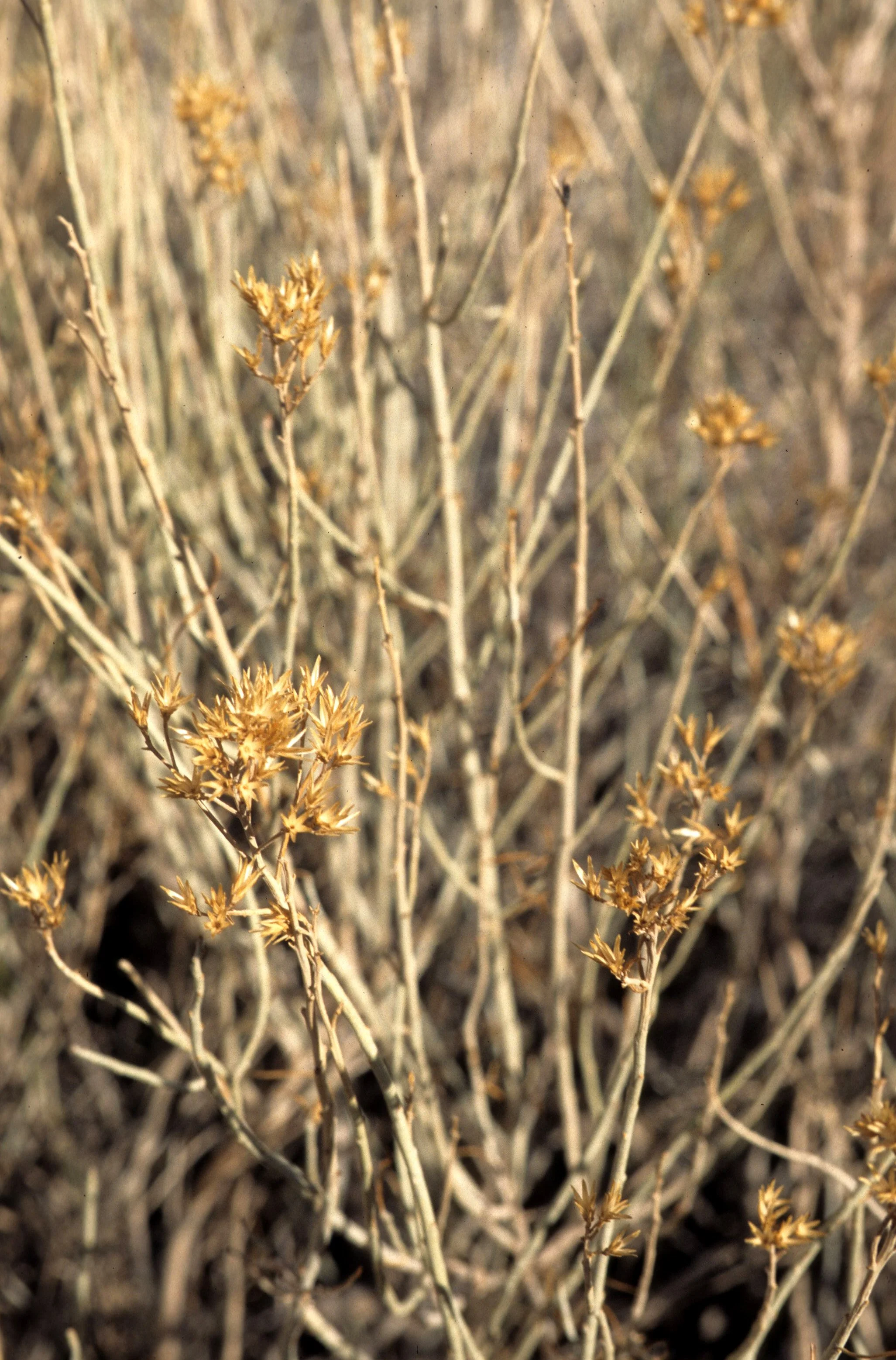 ANASAZILAND - CHRYSOTHAMNUS SPECIES - RABBIT BUSH.jpg