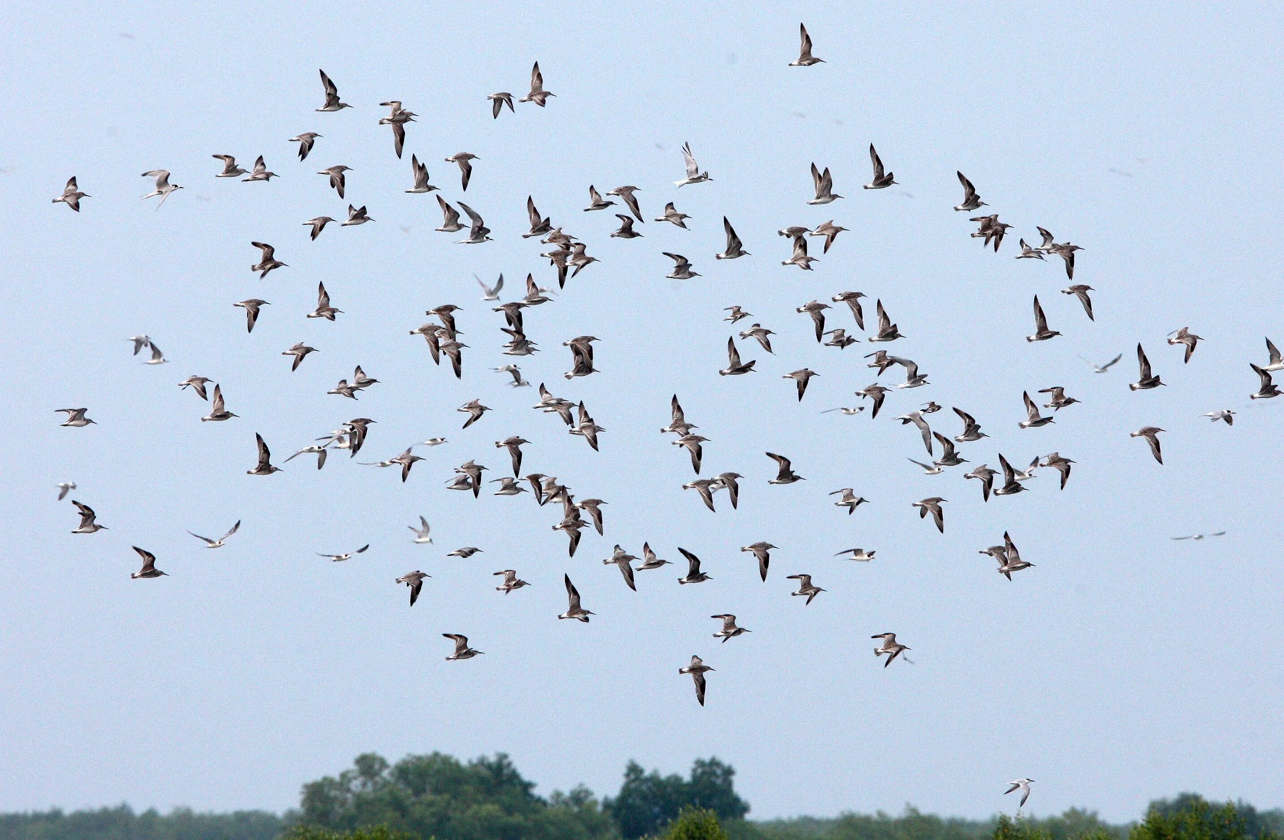 BIRD - GREAT KNOT - PETCHABURI PROVINCE, PAK THALE (3).JPG