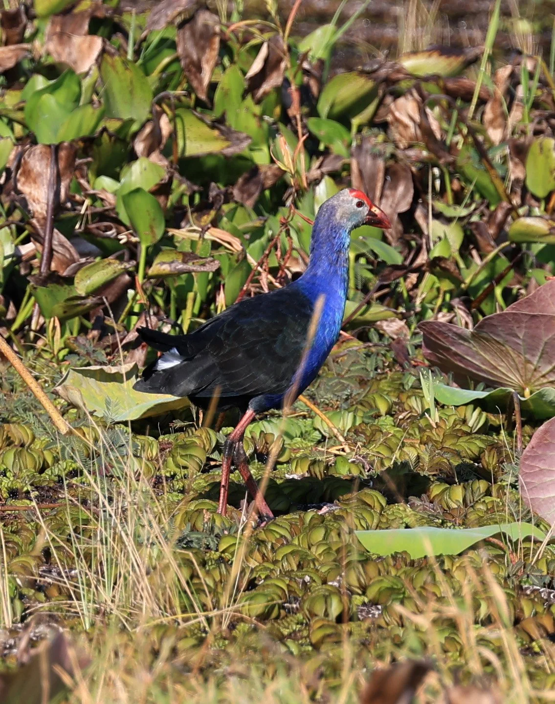 Grey-headed Swamphen (Porphyrio poliocephalus) Nong Han Lake & Wetland - Sakon Nakhon Province (40).jpg