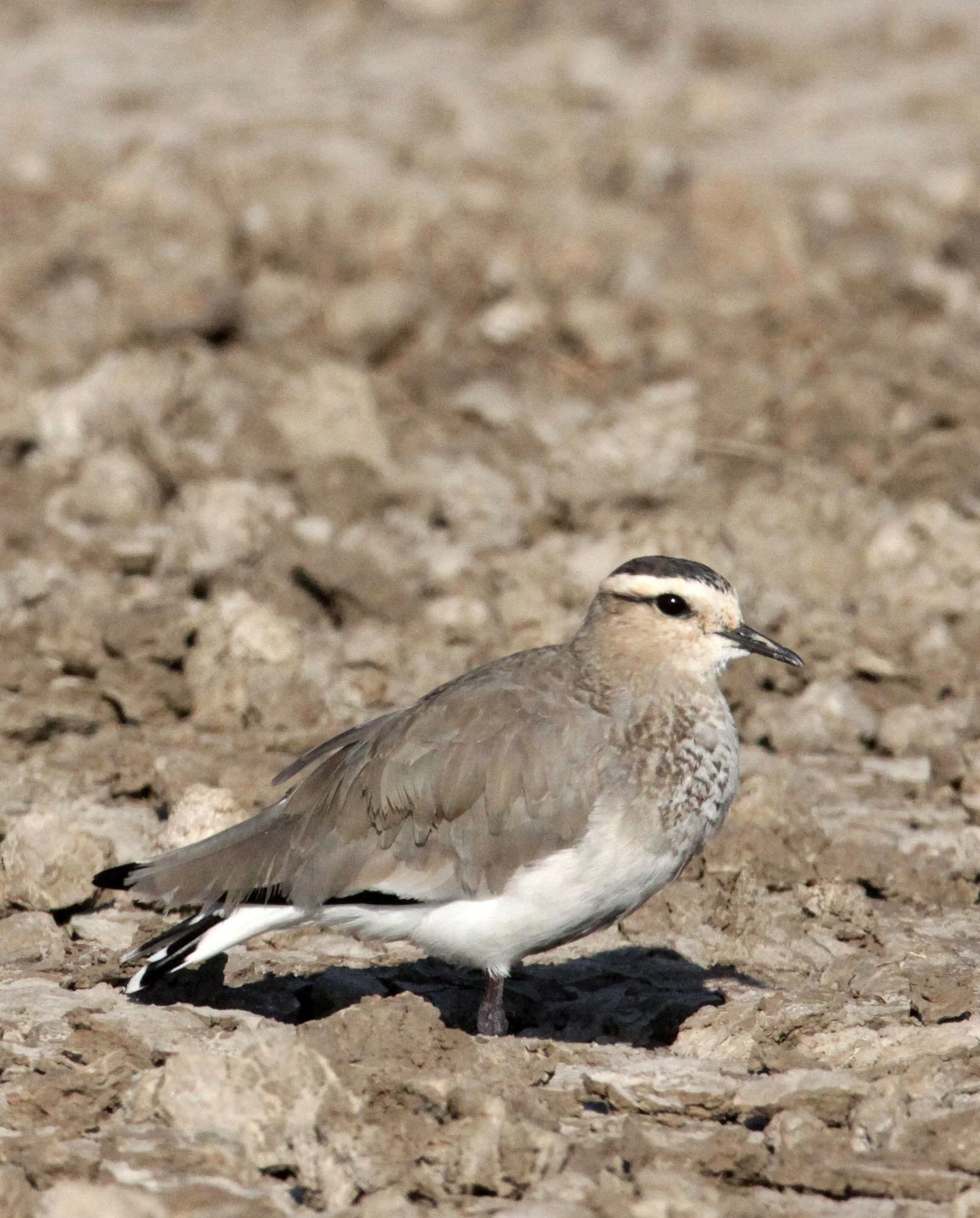 LAPWING - SOCIABLE LAPWING - Vanellus gregarius - LITTLE RANN OF KUTCH GUJARAT INDIA (36).JPG