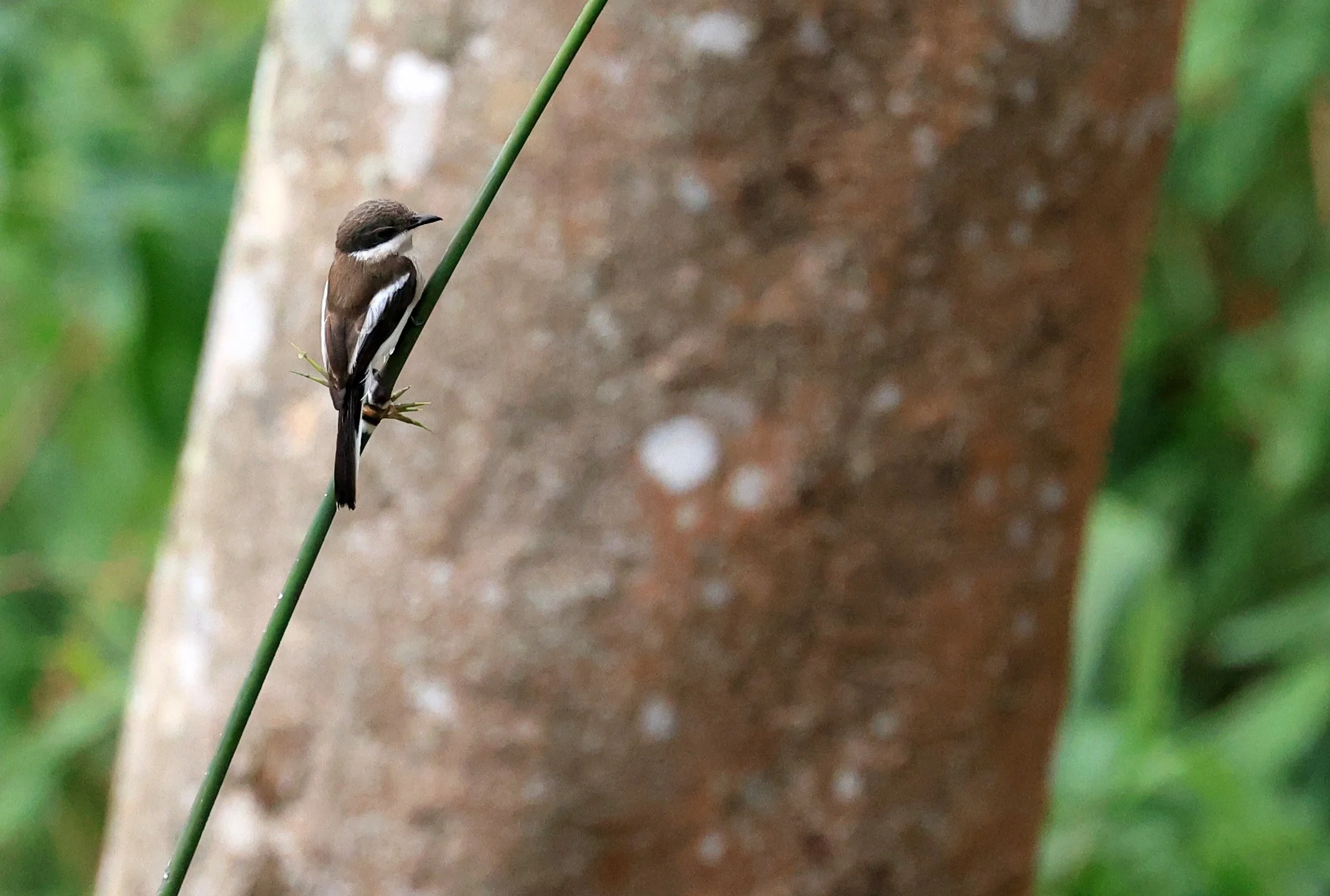 Bar-winged Flycatcher-shrike (Hemipus picatus) Khao Yai National Park Feb 2026 Day 2 (23).jpg